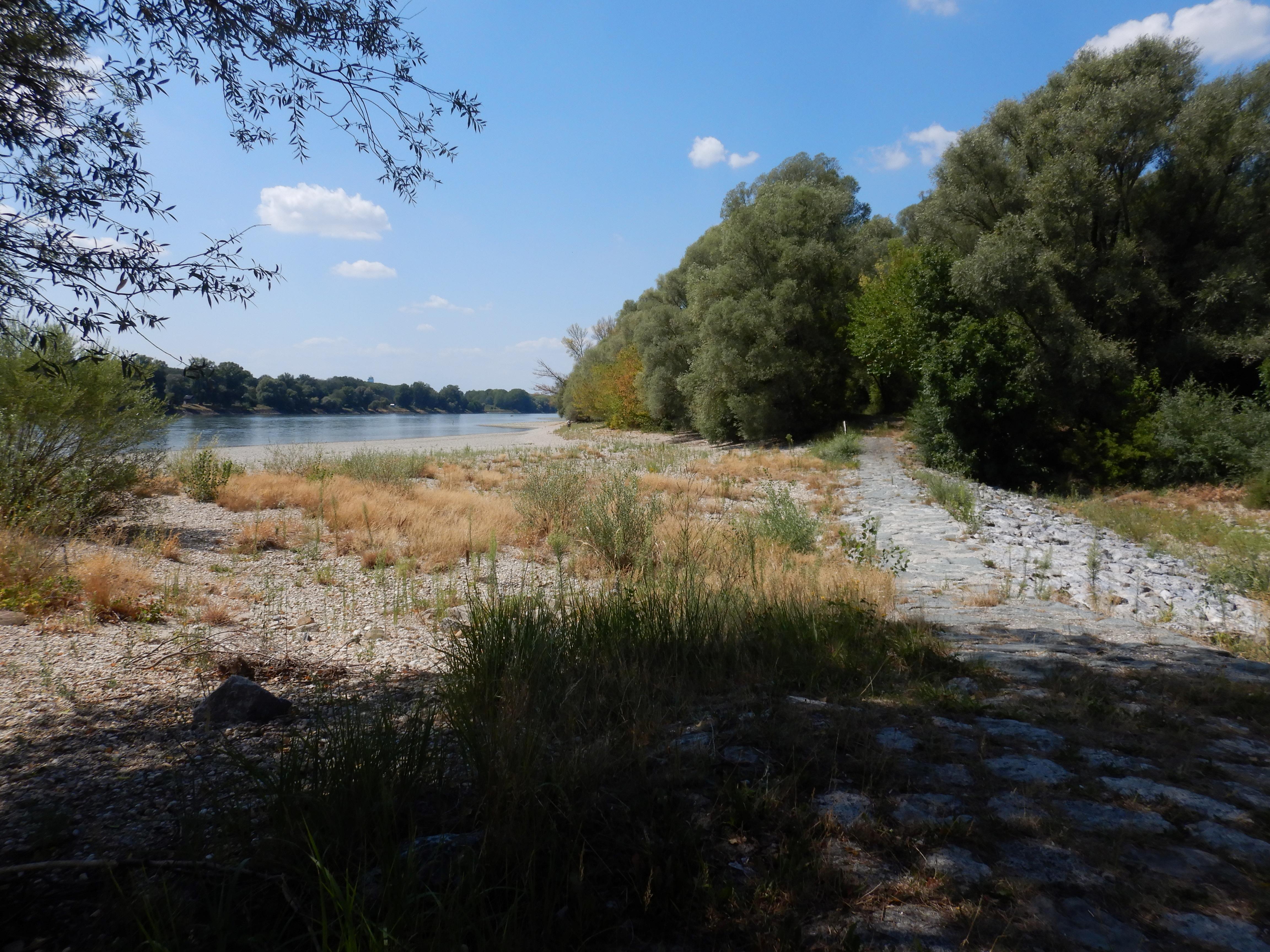 DSCN6860 2026-08-08 schönauer donauarm.jpg