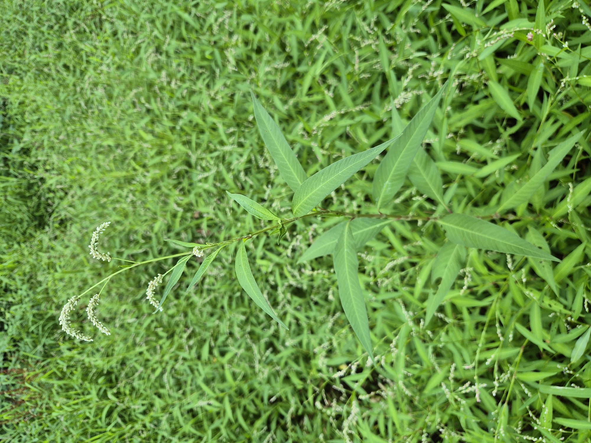 20260811_182735.jpg