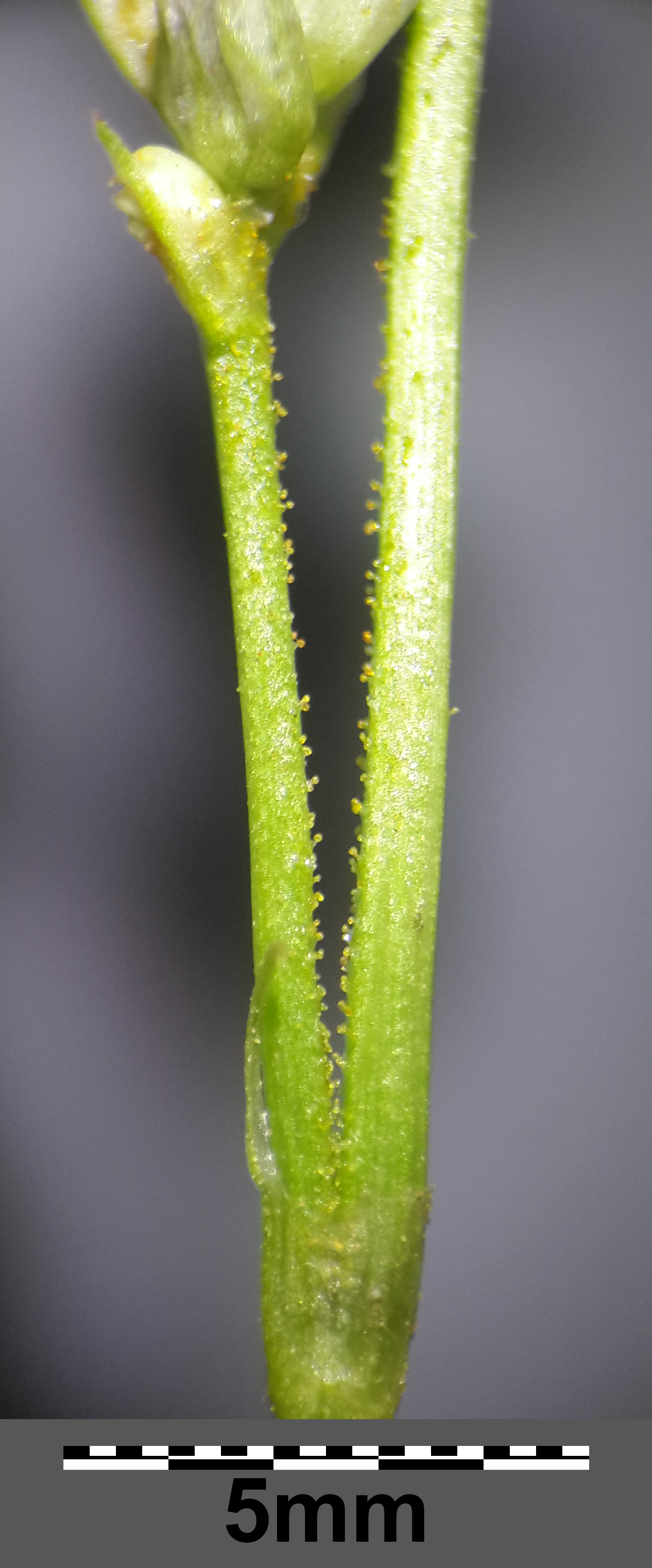Mikro9.jpg
