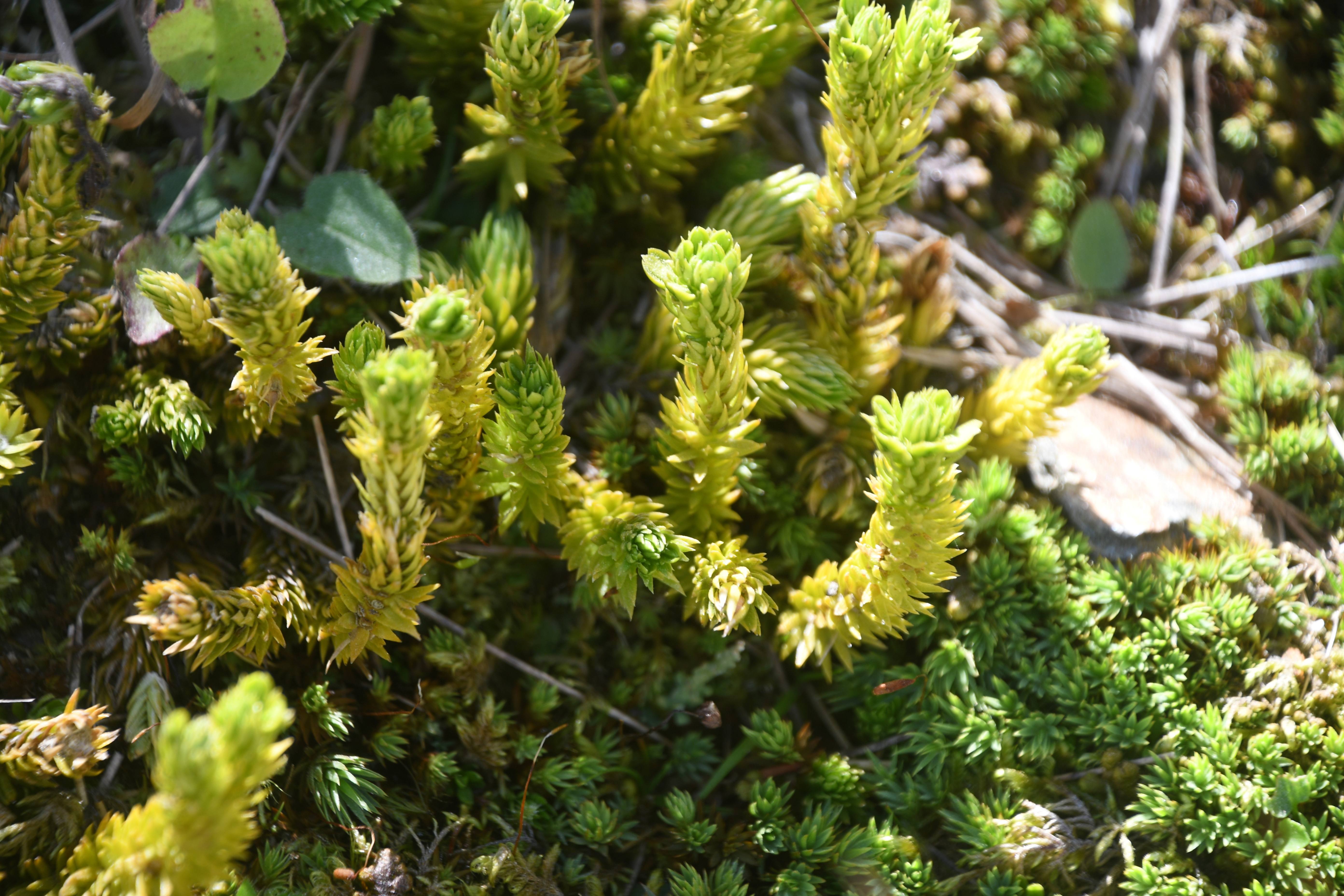 Stuhleck - 14082026 - (137) -   - Huperzia selago.JPG
