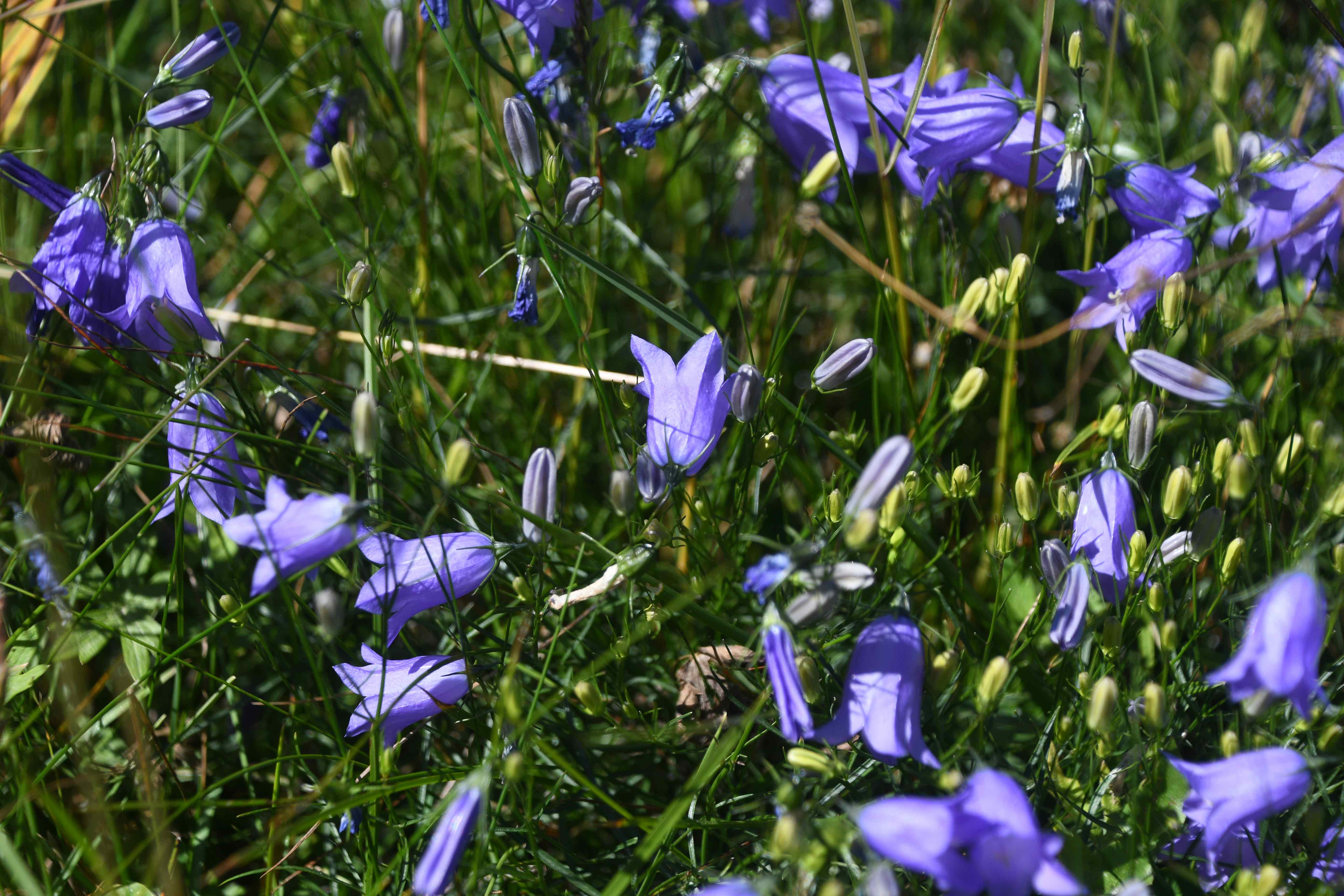 Stuhleck - 14082026 - (183) -   - Campanula rotundifolia.JPG