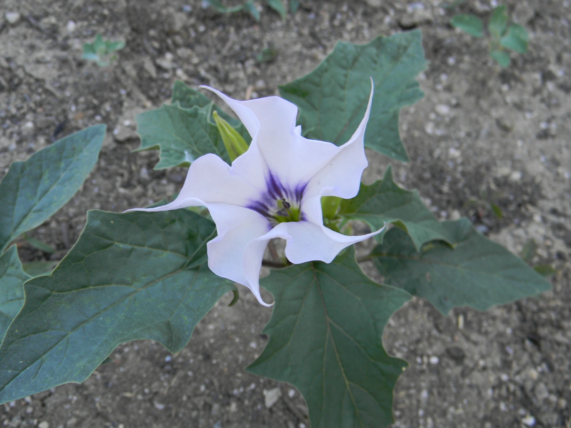 DSCN2347.JPG