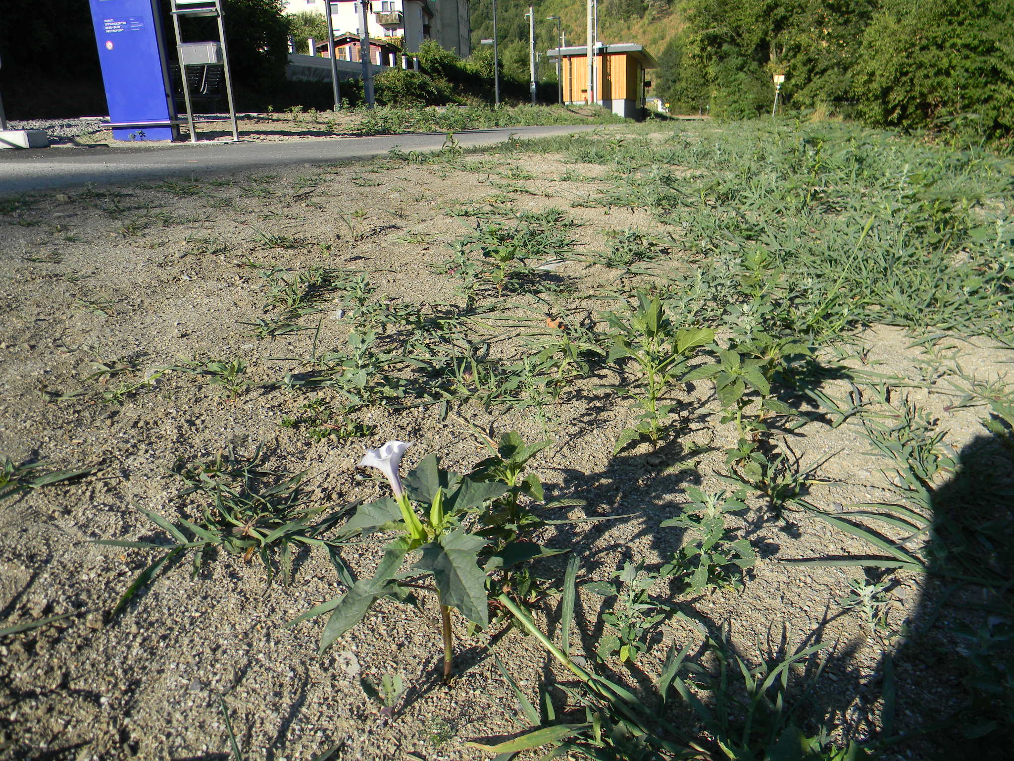 DSCN2358.JPG