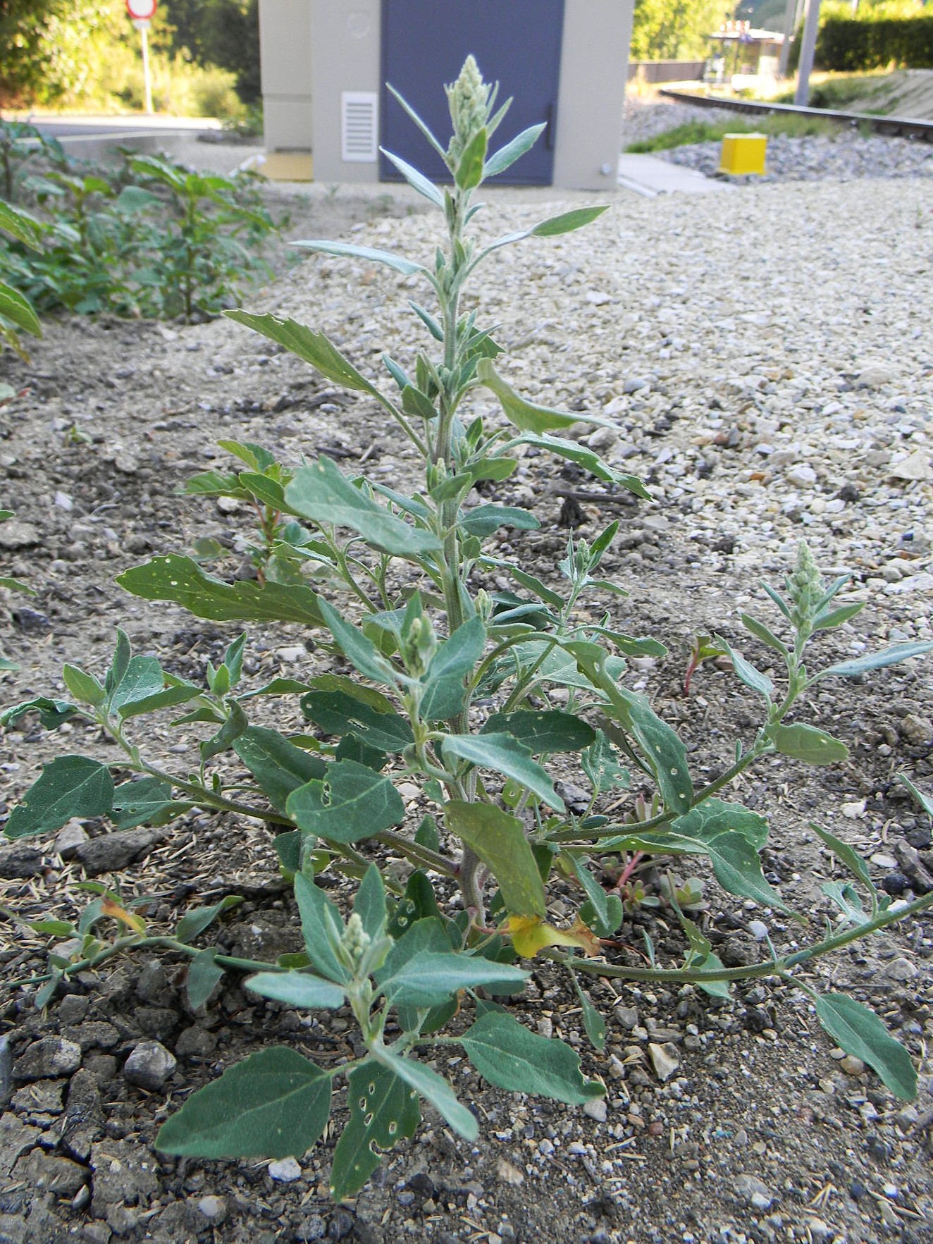 DSCN2353.JPG