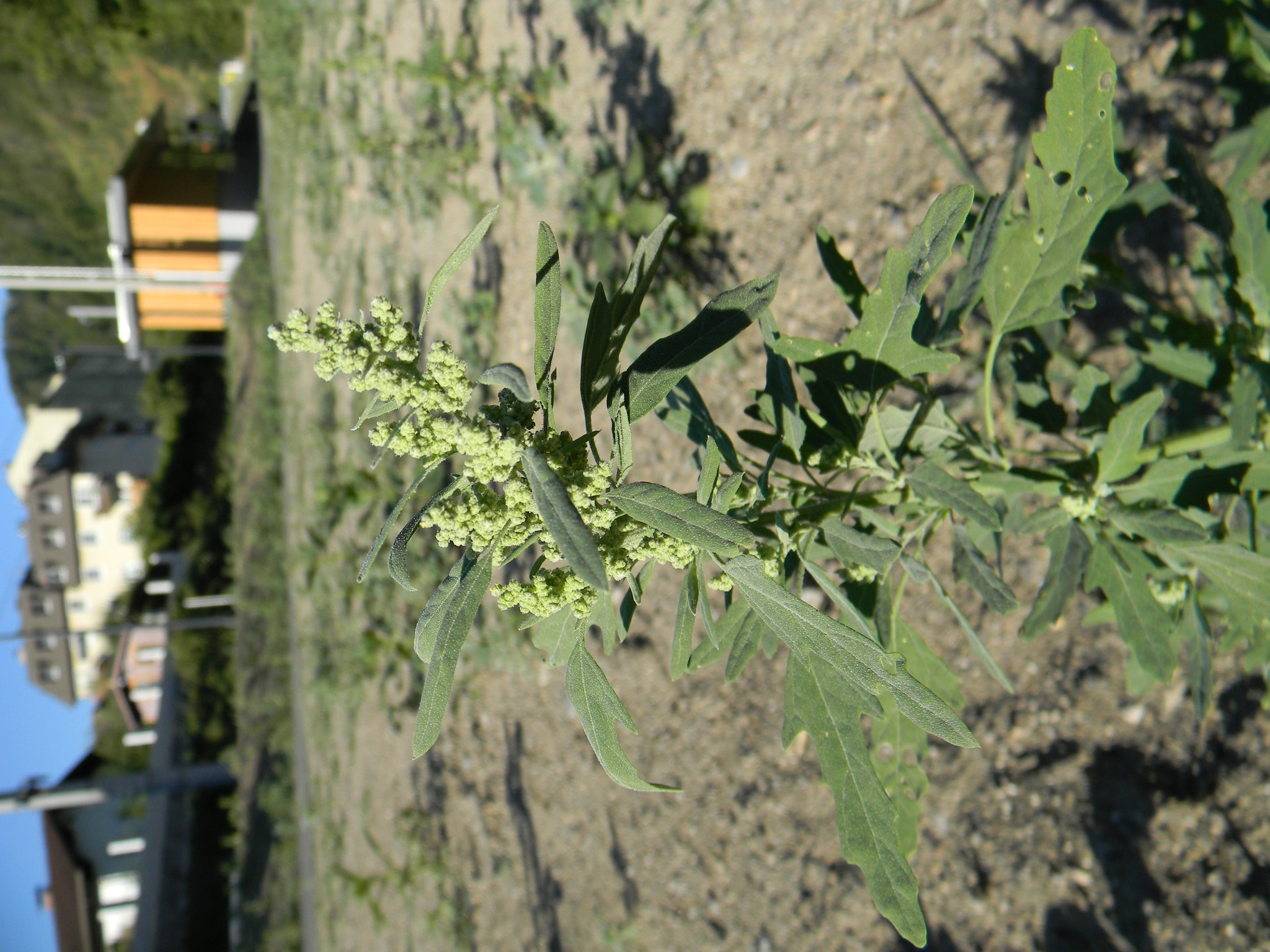 DSCN2360.JPG