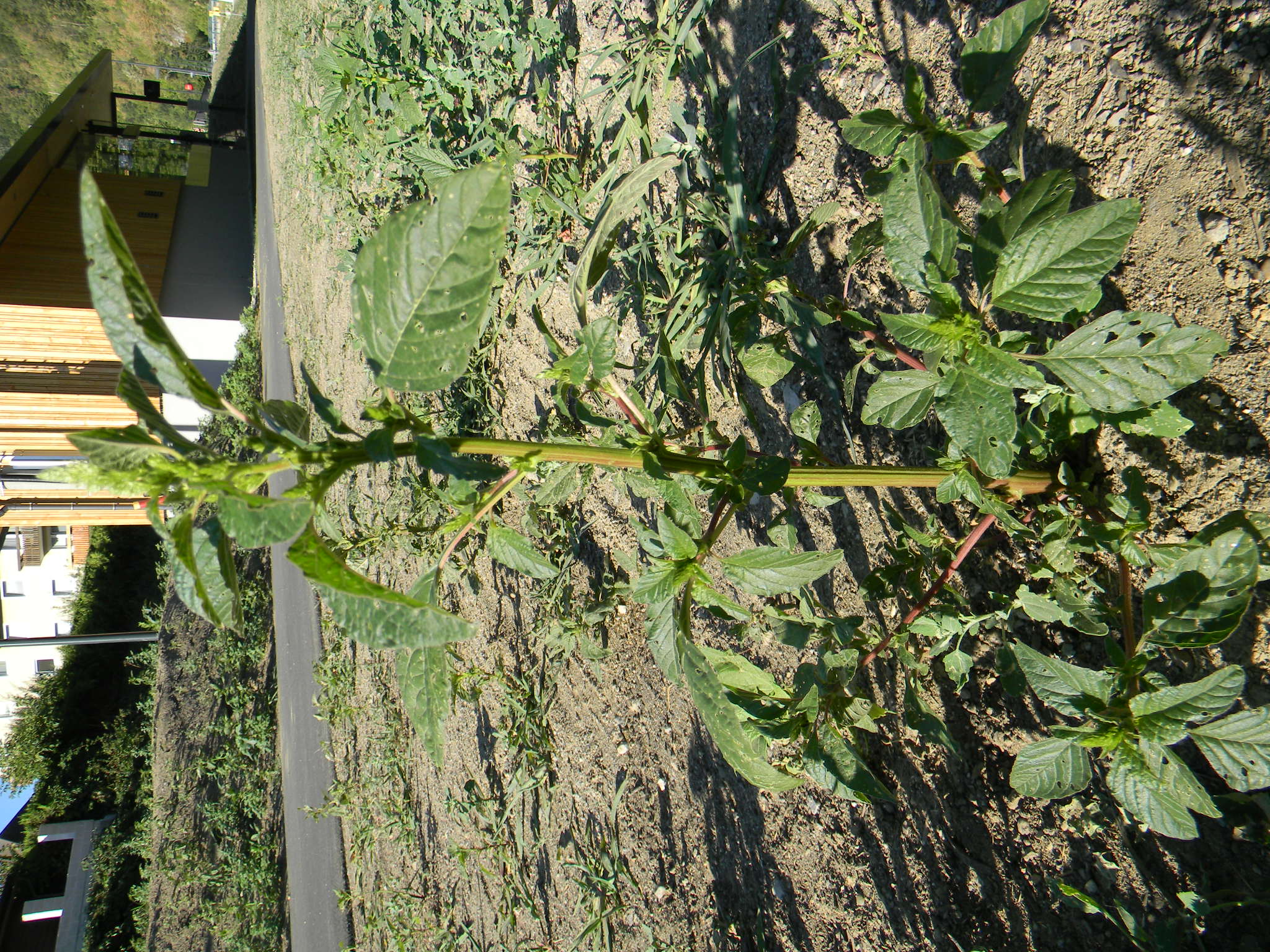DSCN2366.JPG