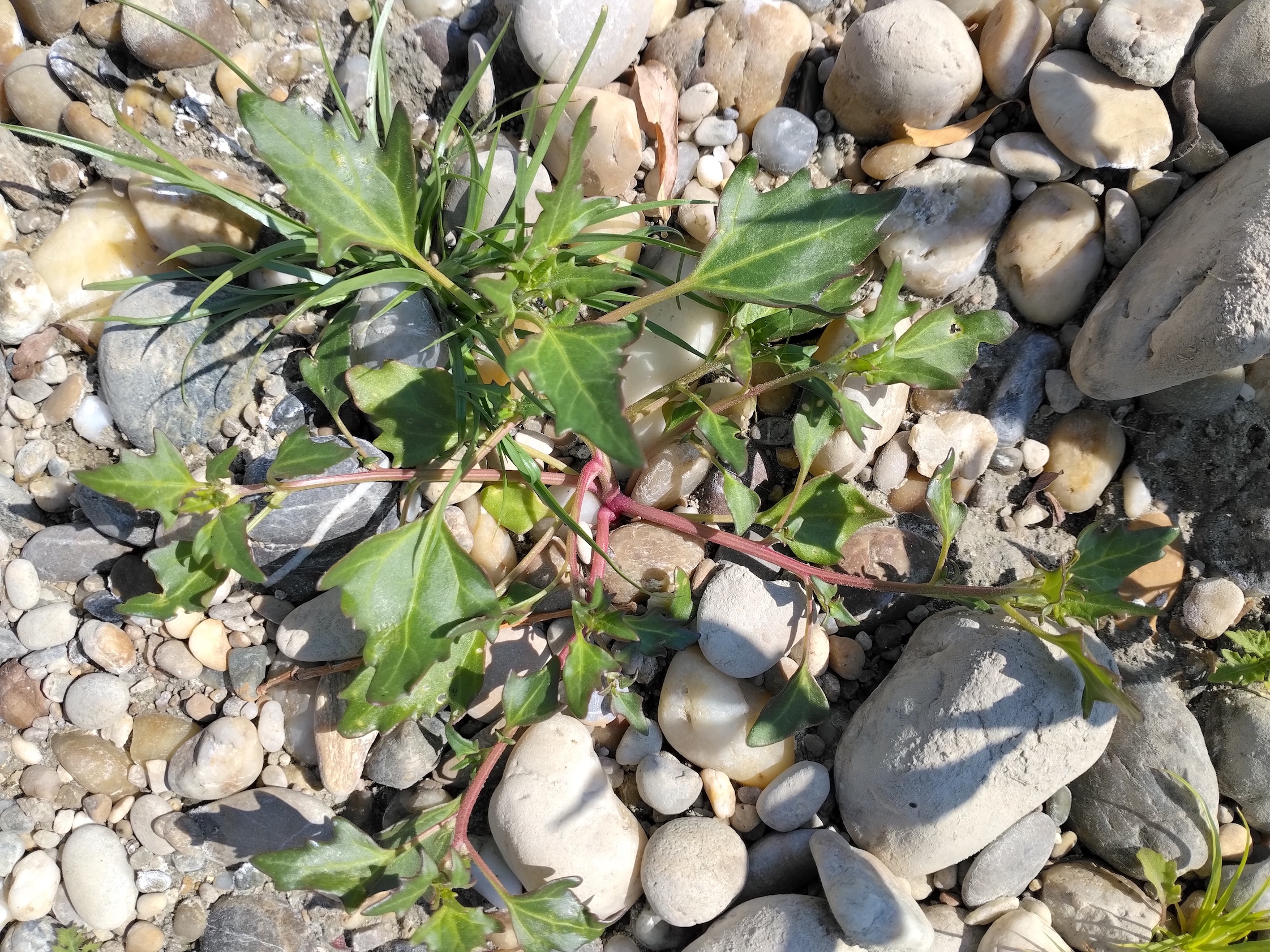 chenopodium rubrum s. str. fischa-mündung maria ellend_20260816_124555.jpg