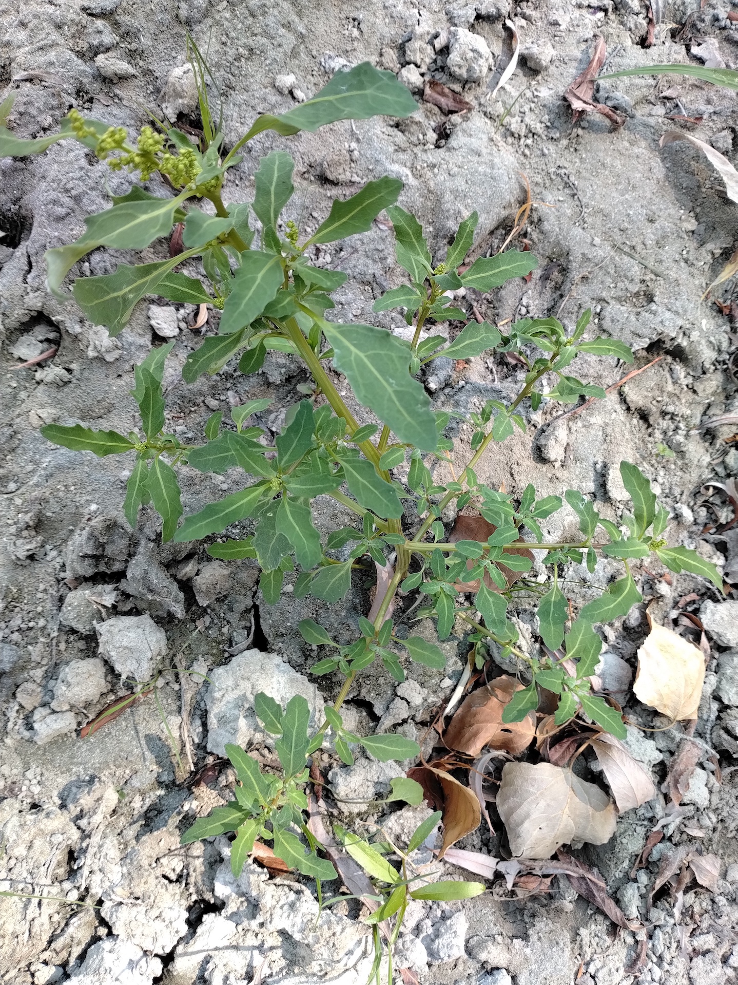 chenopodium glaucum fischa-mündung maria ellend_20260816_125339.jpg