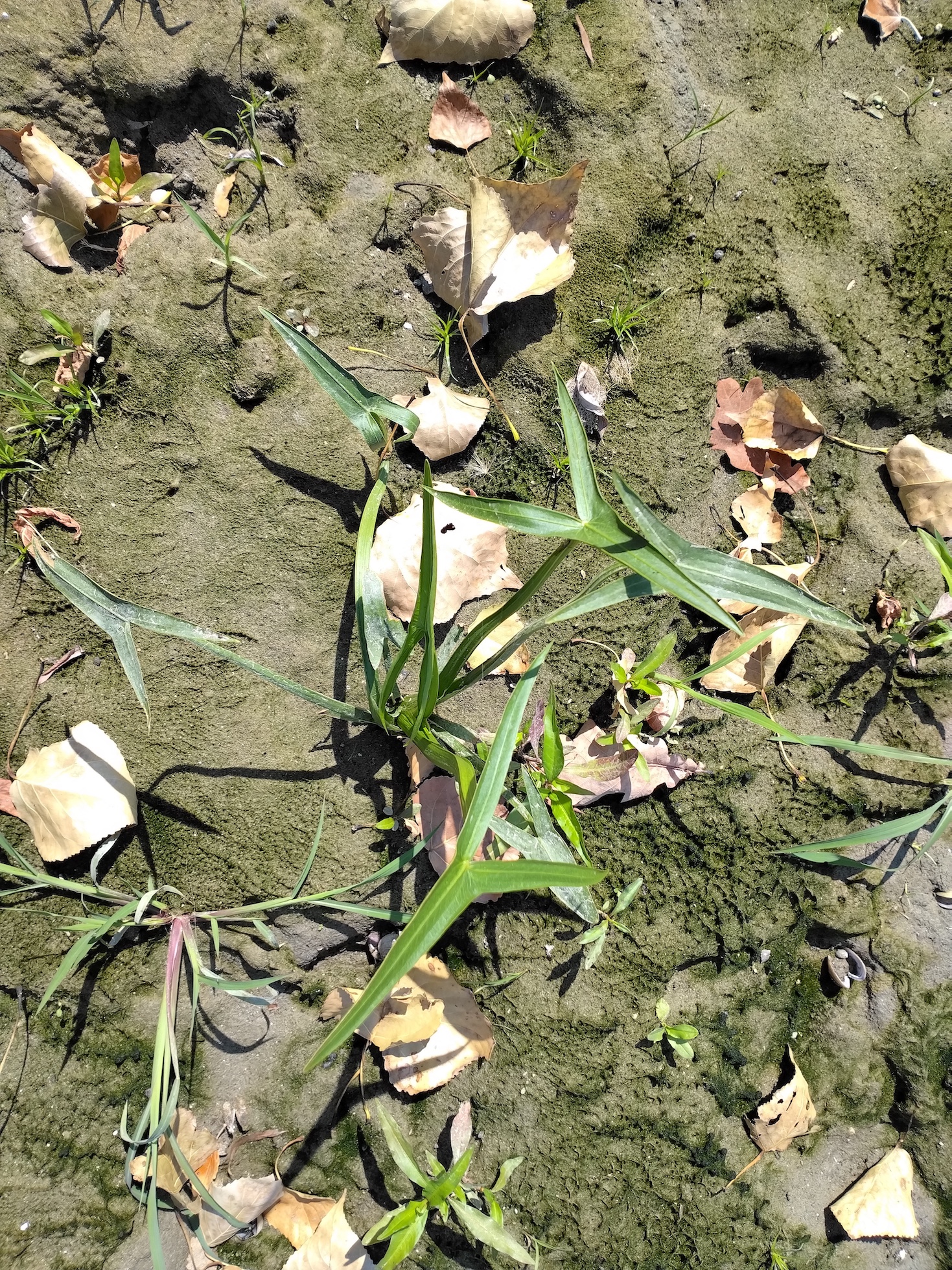 sagittaria sagittifolia fischa-mündung maria ellend_20260816_131827.jpg