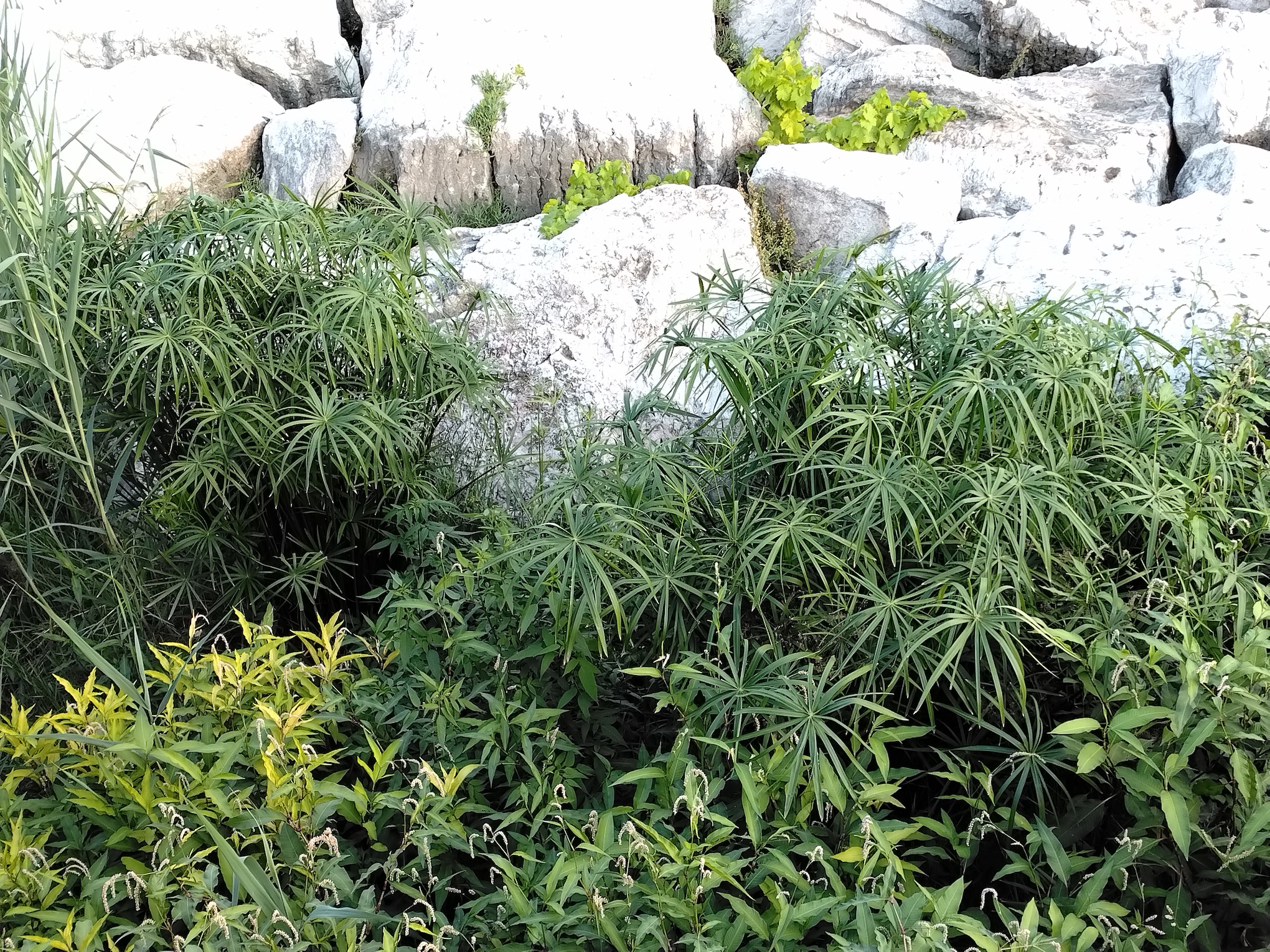 cyperus alternifolius neapel kampanien italien_20260805_185640.jpg