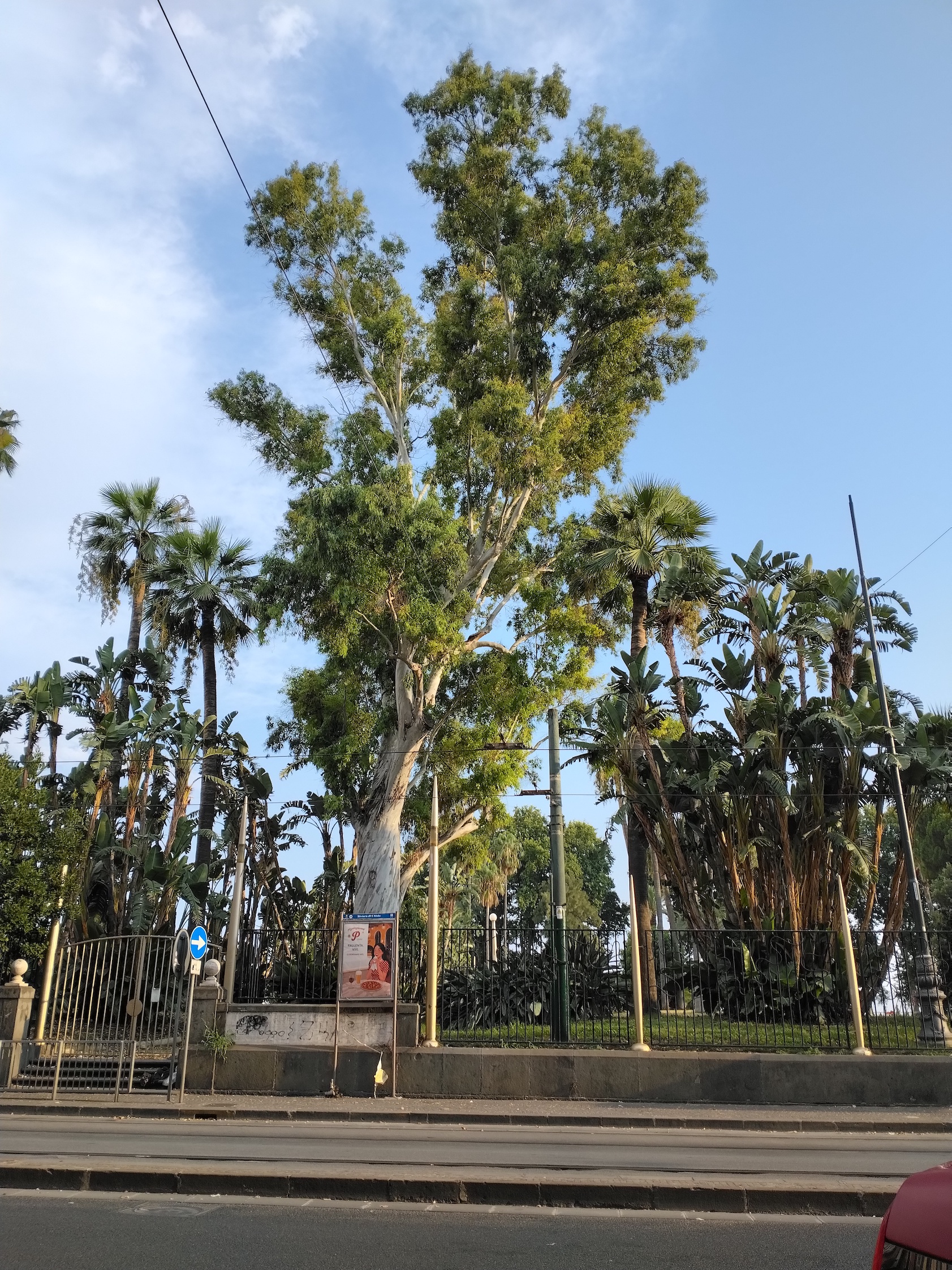eucalyptus sp. kult. neapel kampanien italien_20260802_184314.jpg