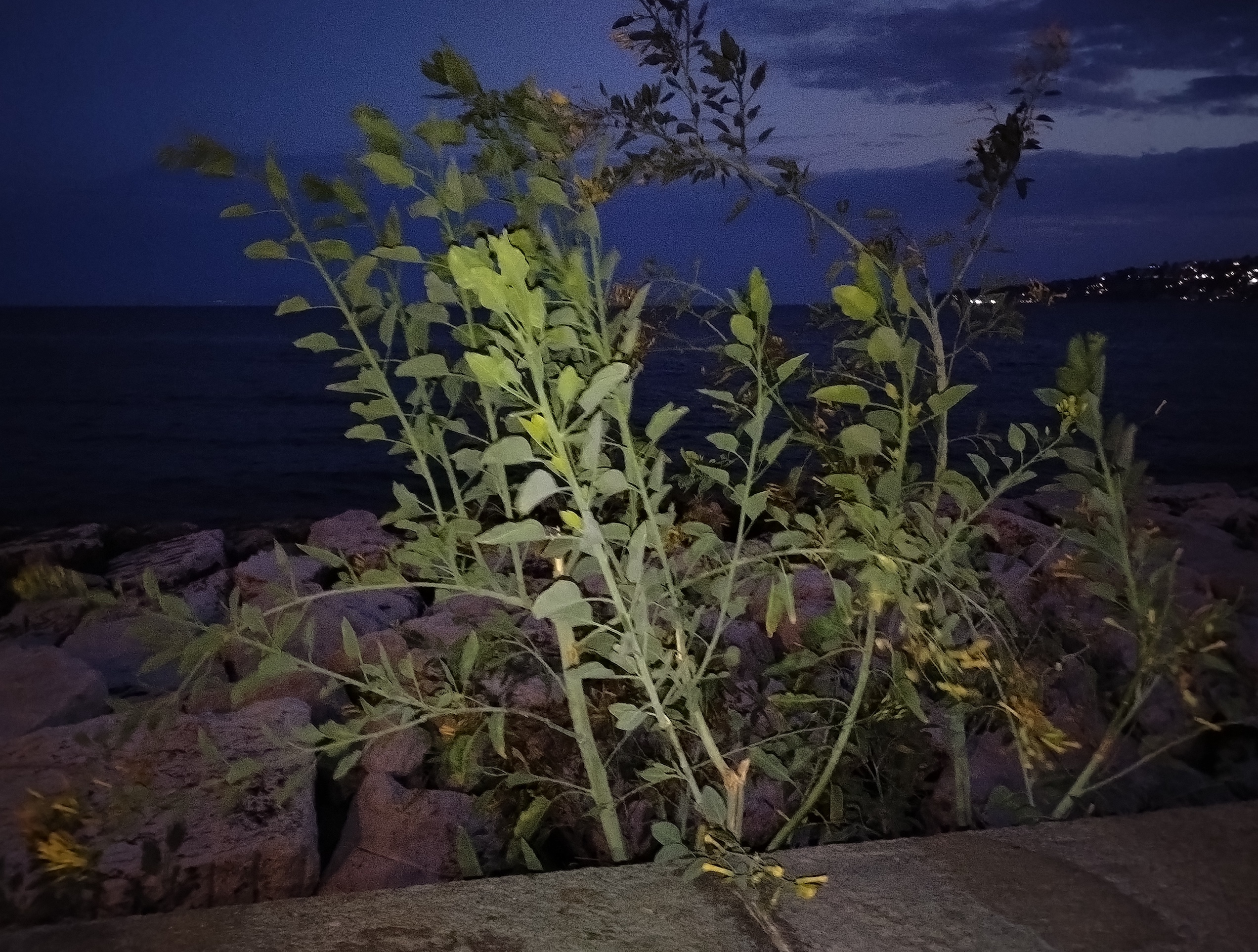 nicotiana glauca neapel kampanien italien_20260805_204431.jpg