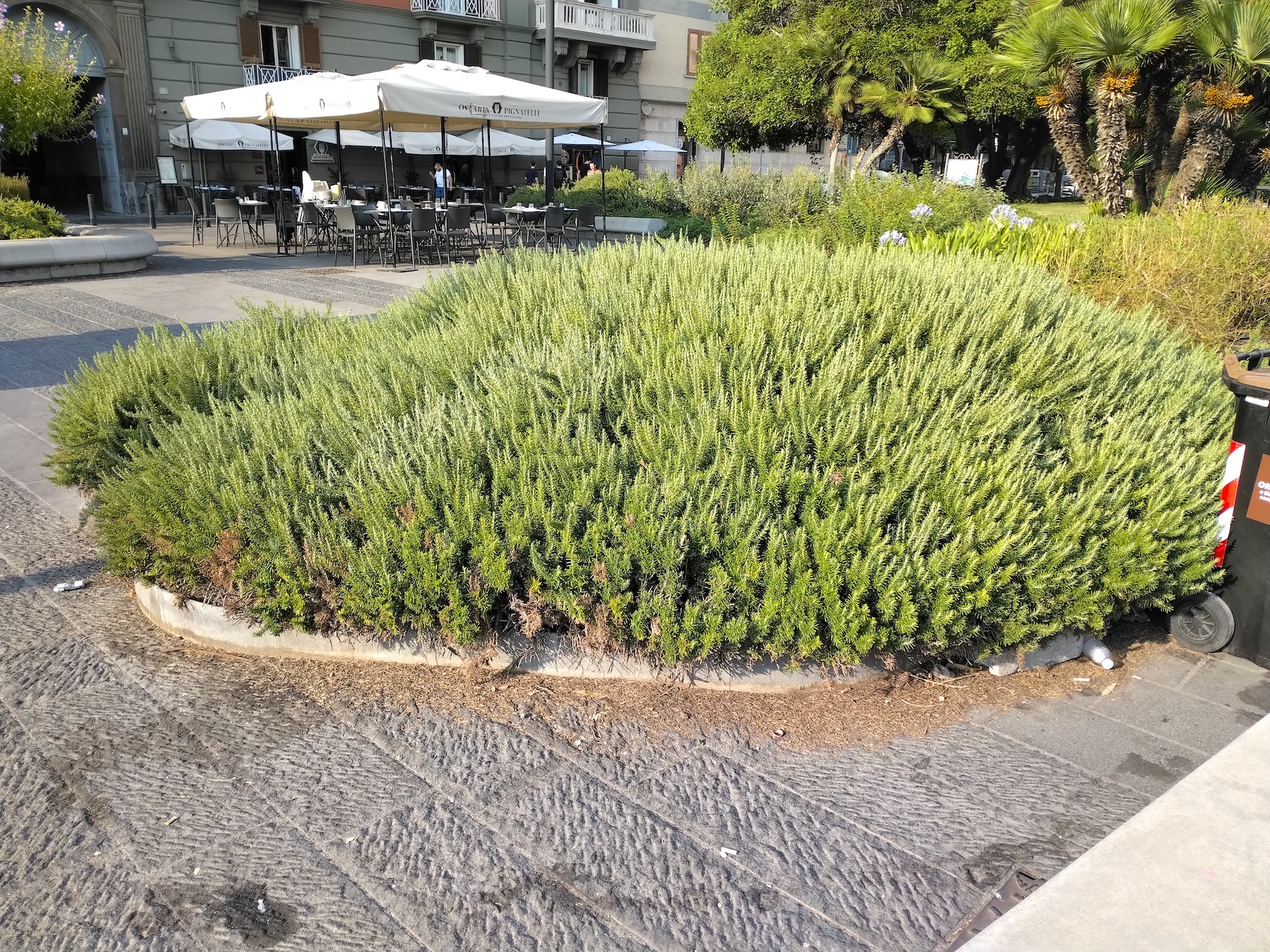 rosmarinus officinalis kult. neapel kampanien italien_20260802_180818.jpg