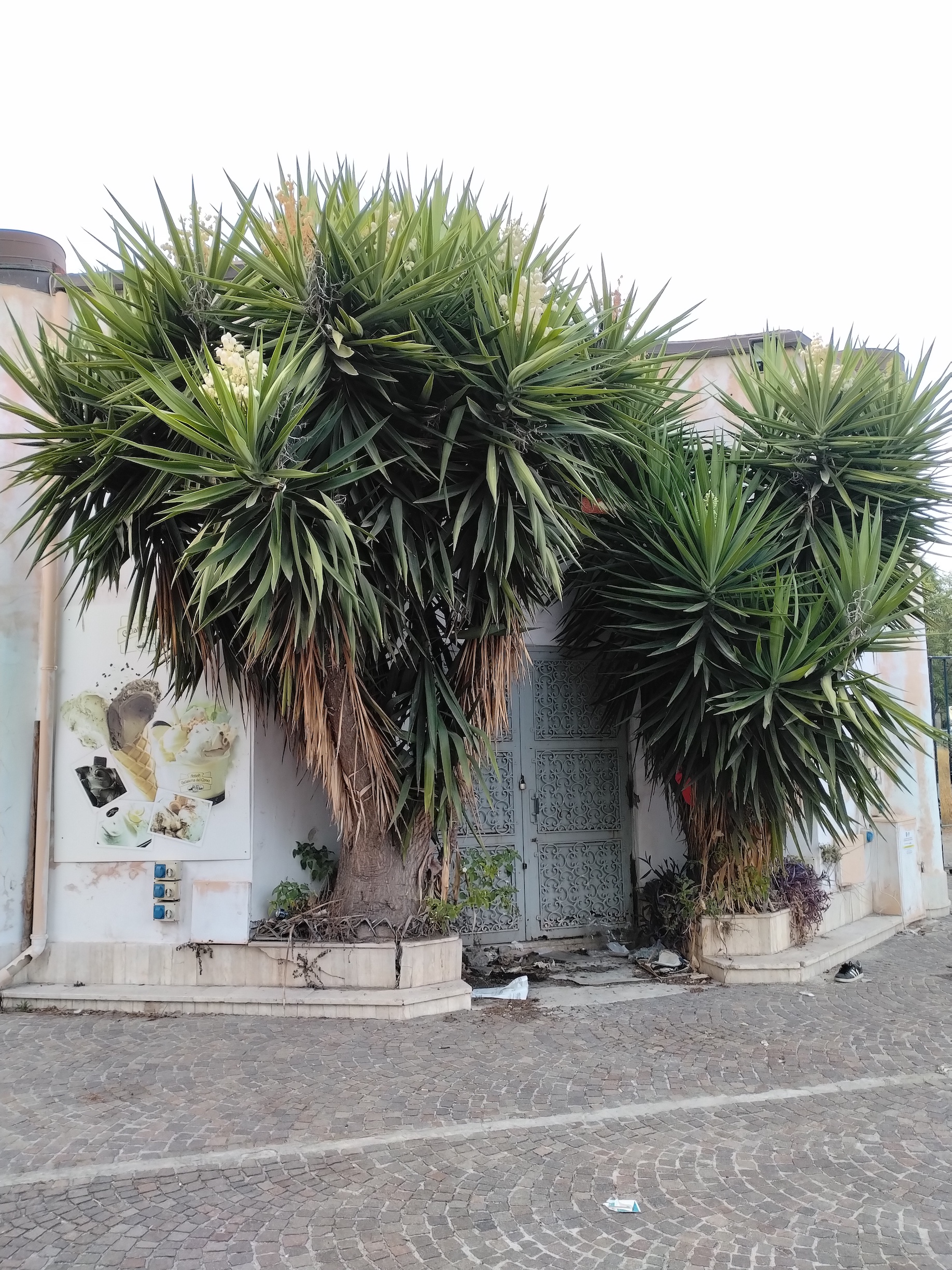 yucca sp. kult. neapel kampanien italien_20260804_194731.jpg