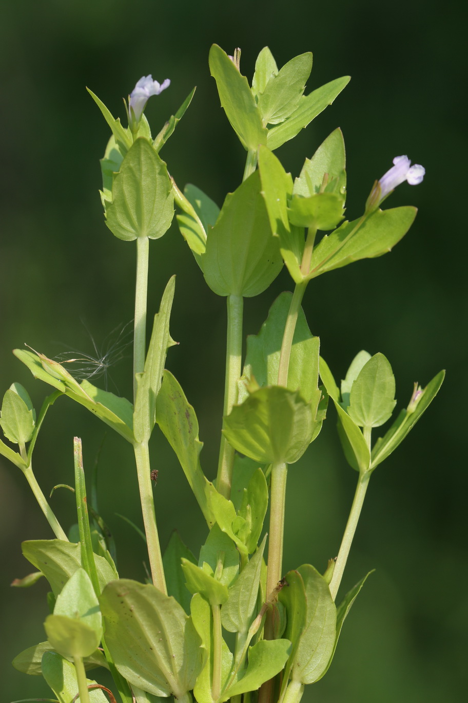 Lindernia.dubia.St-Waldschacher.Teiche .16.Aug.26.JPG