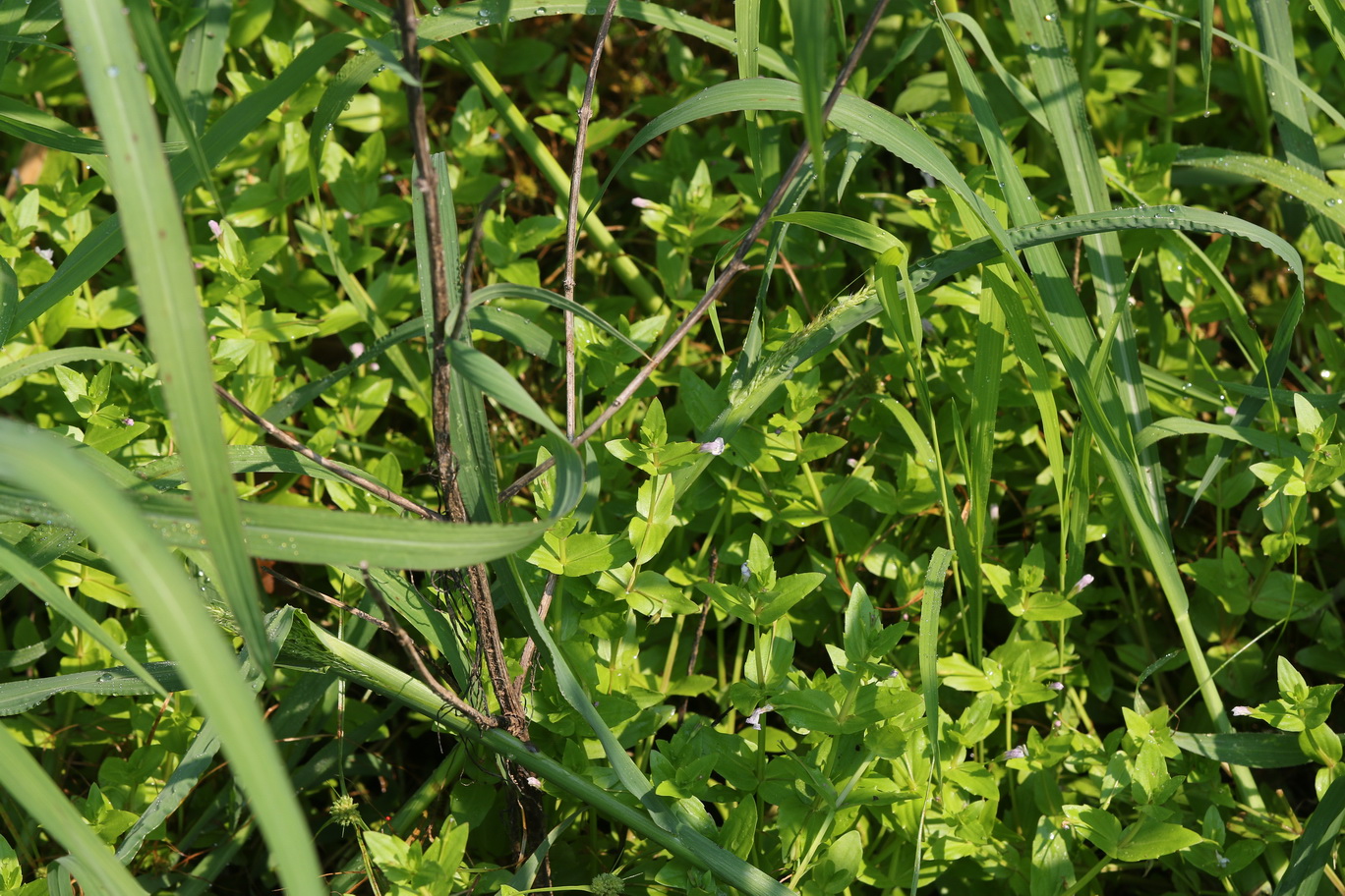 Lindernia.dubia.St-Waldschacher.Teiche.16.Aug.26..JPG