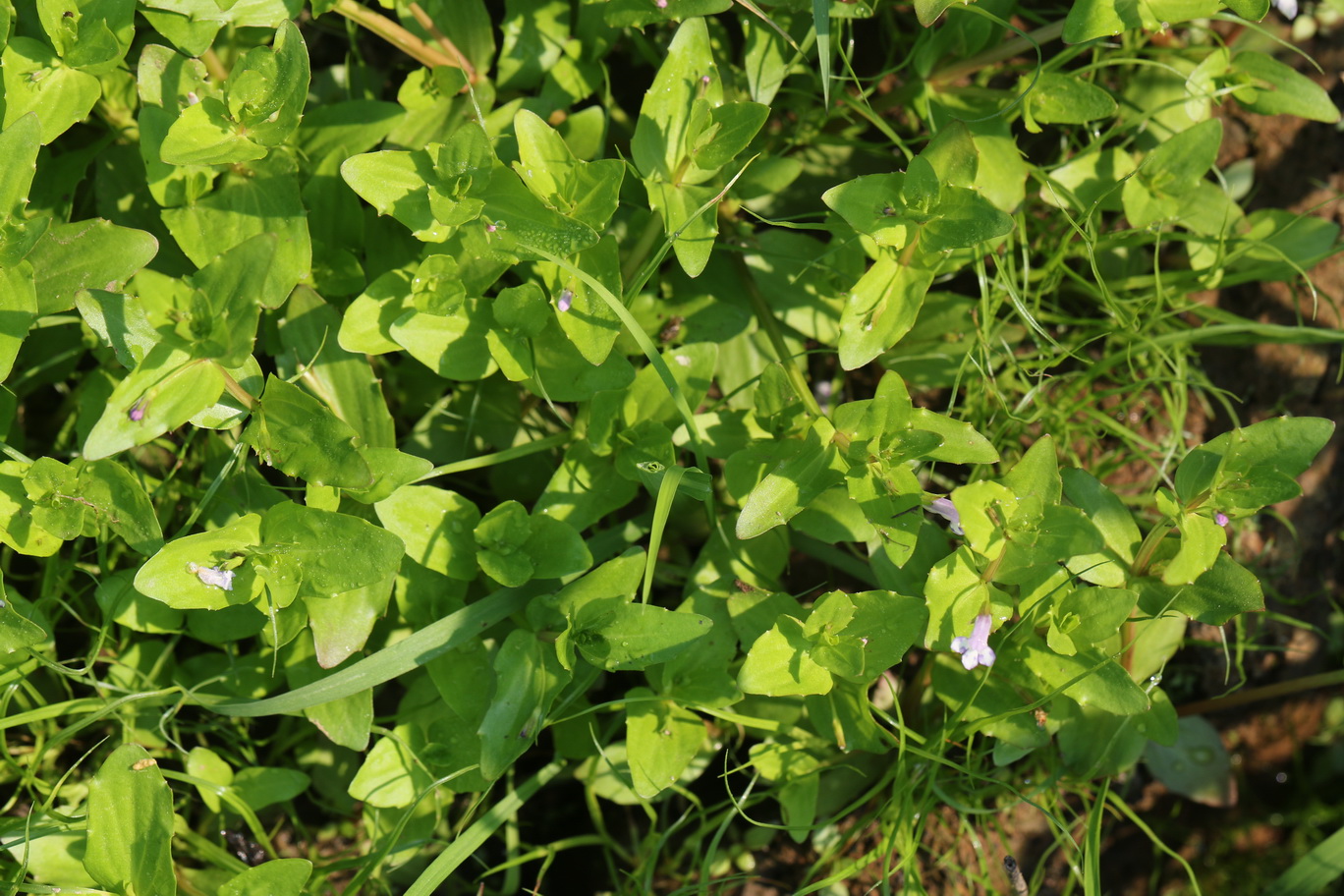 Lindernia.dubia.St-Waldschacher.Teiche.östl.Teich .16.Aug.26.JPG