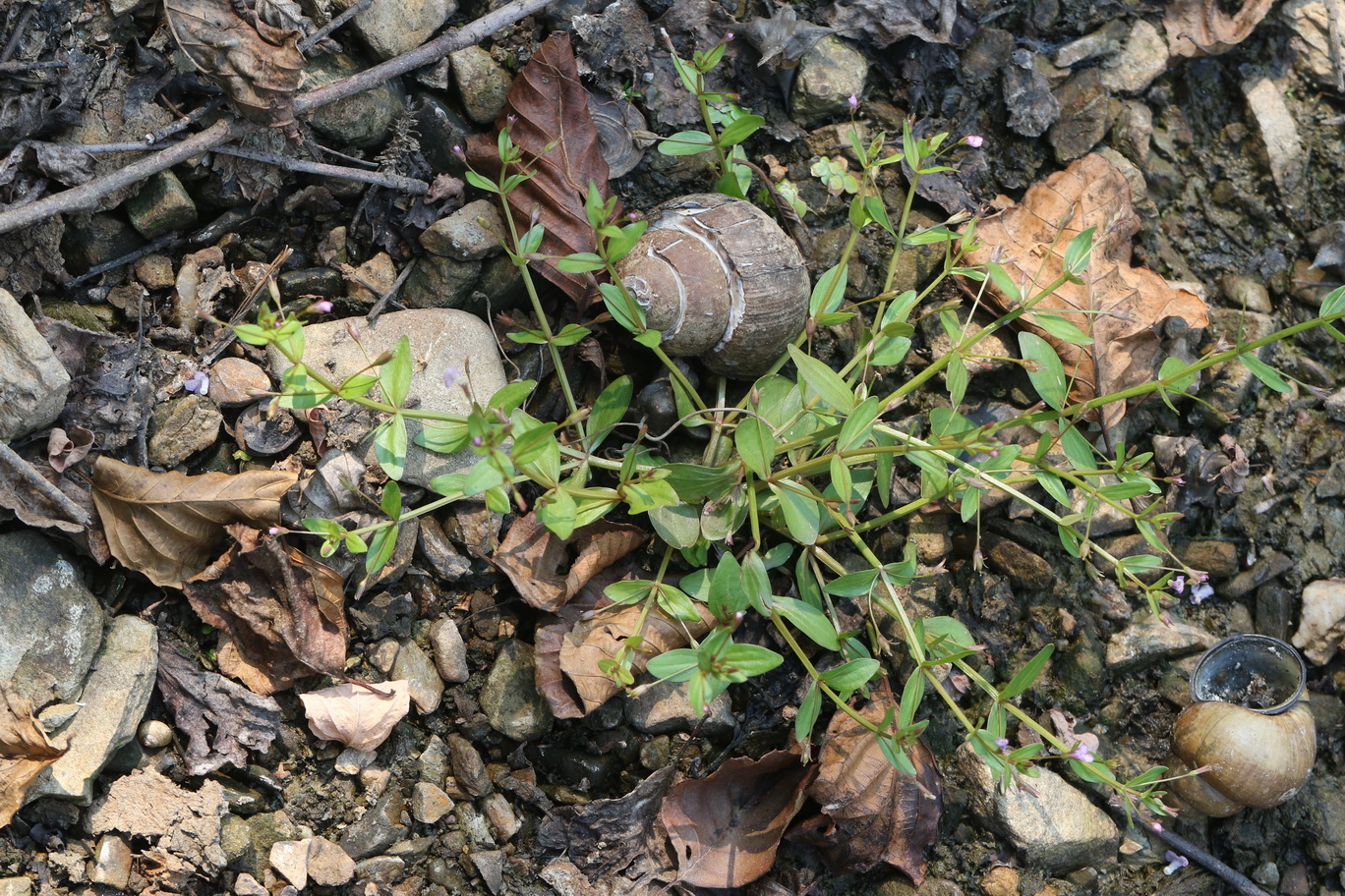 Lindernia.procumbens.St-Waldschacher.Teiche.östl.Teich .16.Aug.26.JPG