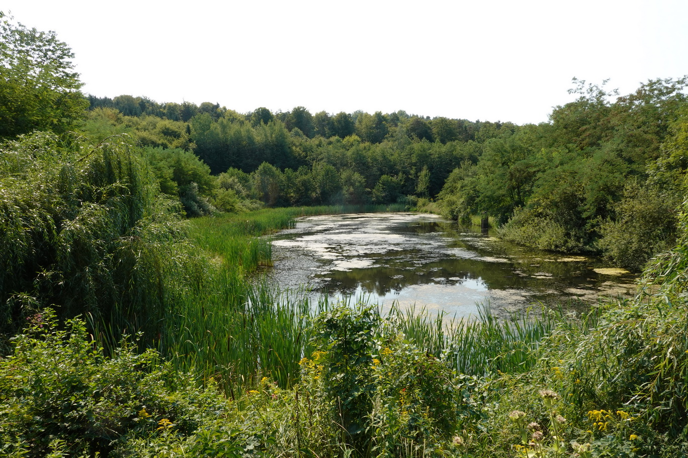 Waldschacher.Teiche.östl.Teich.  16.Aug.26.JPG