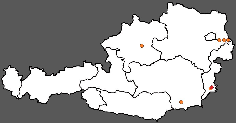 Lindernia dubia - Österreich.jpg