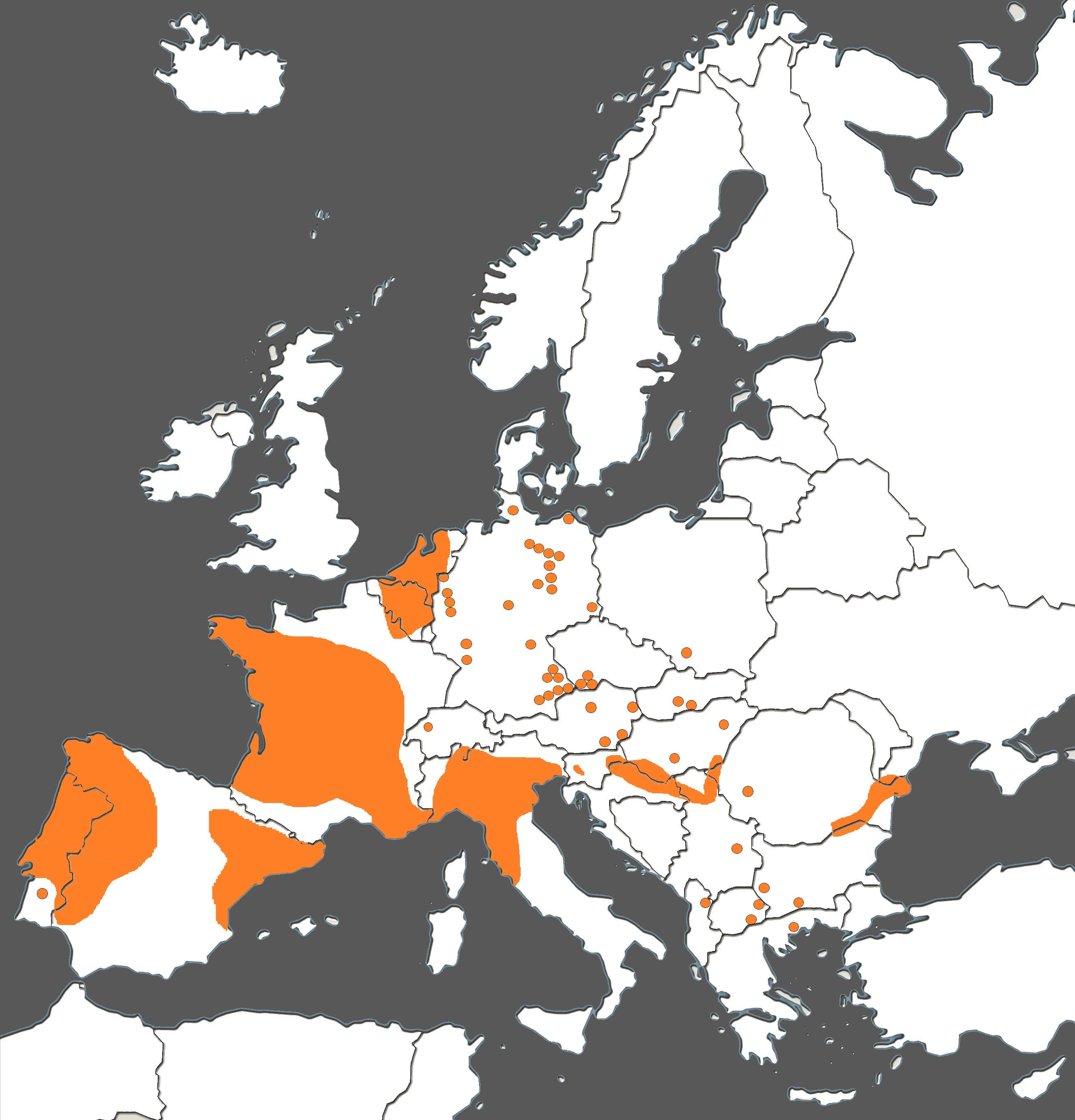 Lindernia dubia - Europa.jpg