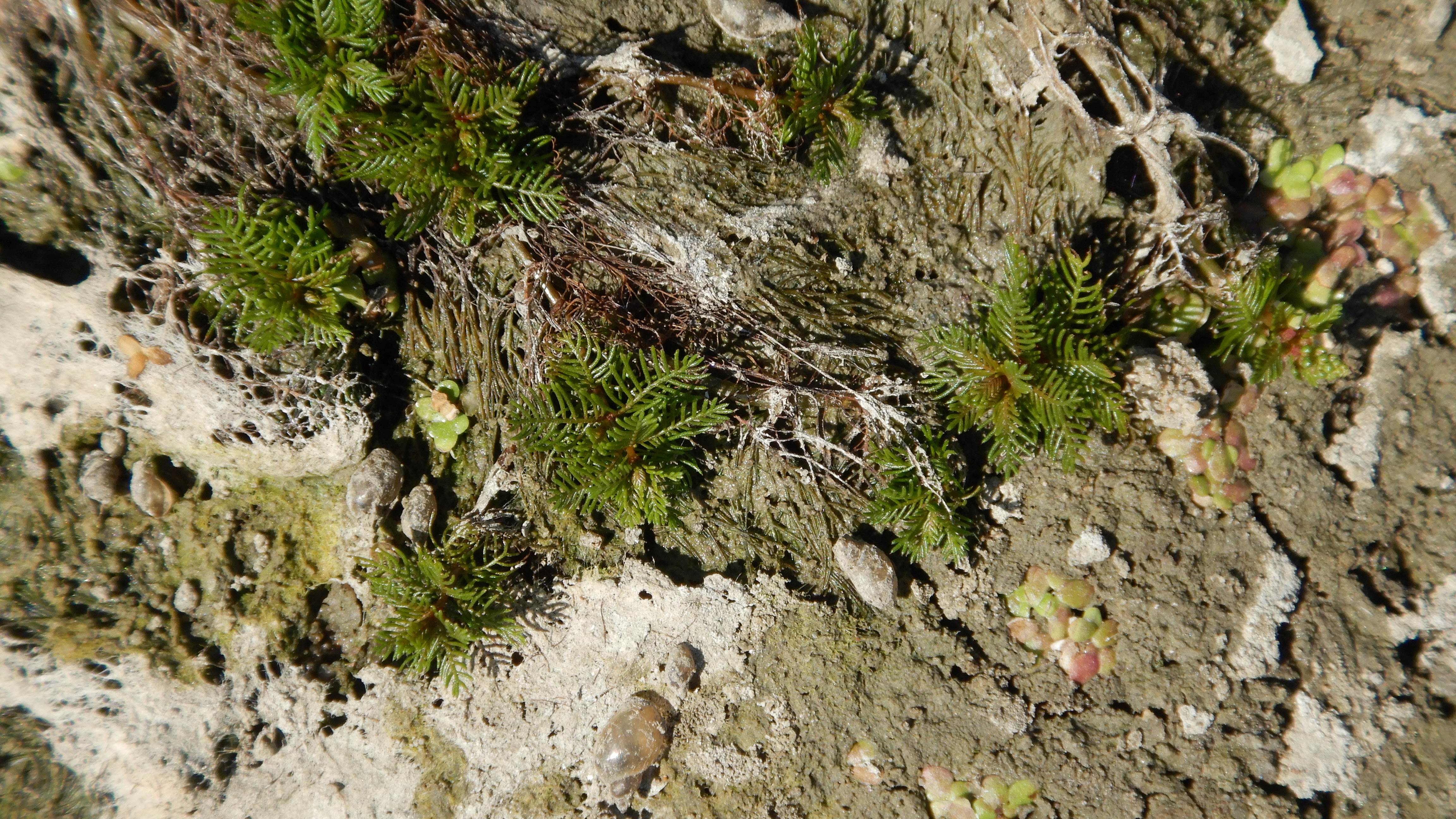 DSCN7104 2026-08-09 myriophyllum sp.jpg