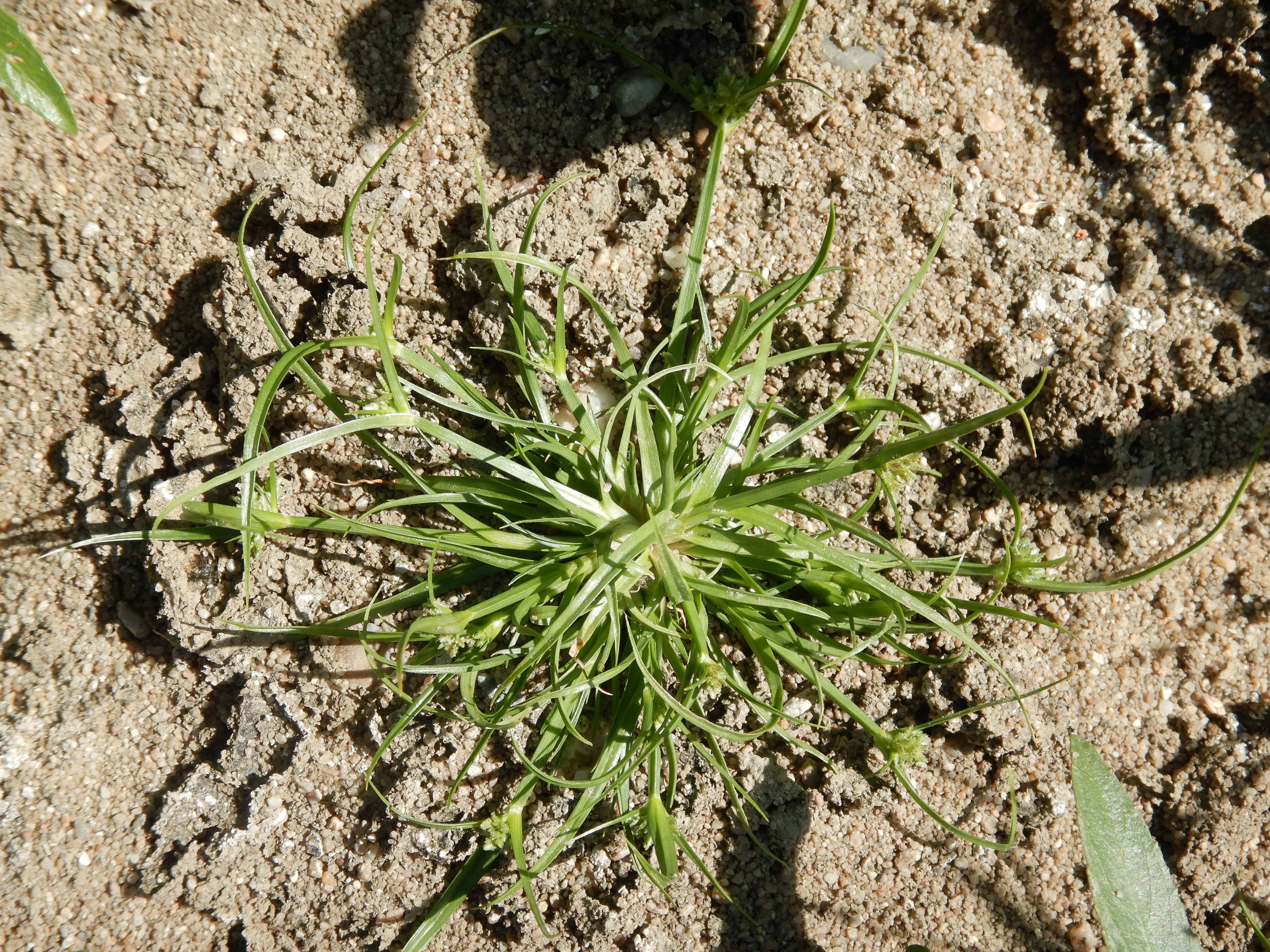 DSCN7109 2026-08-09 cyperus fuscus.jpg