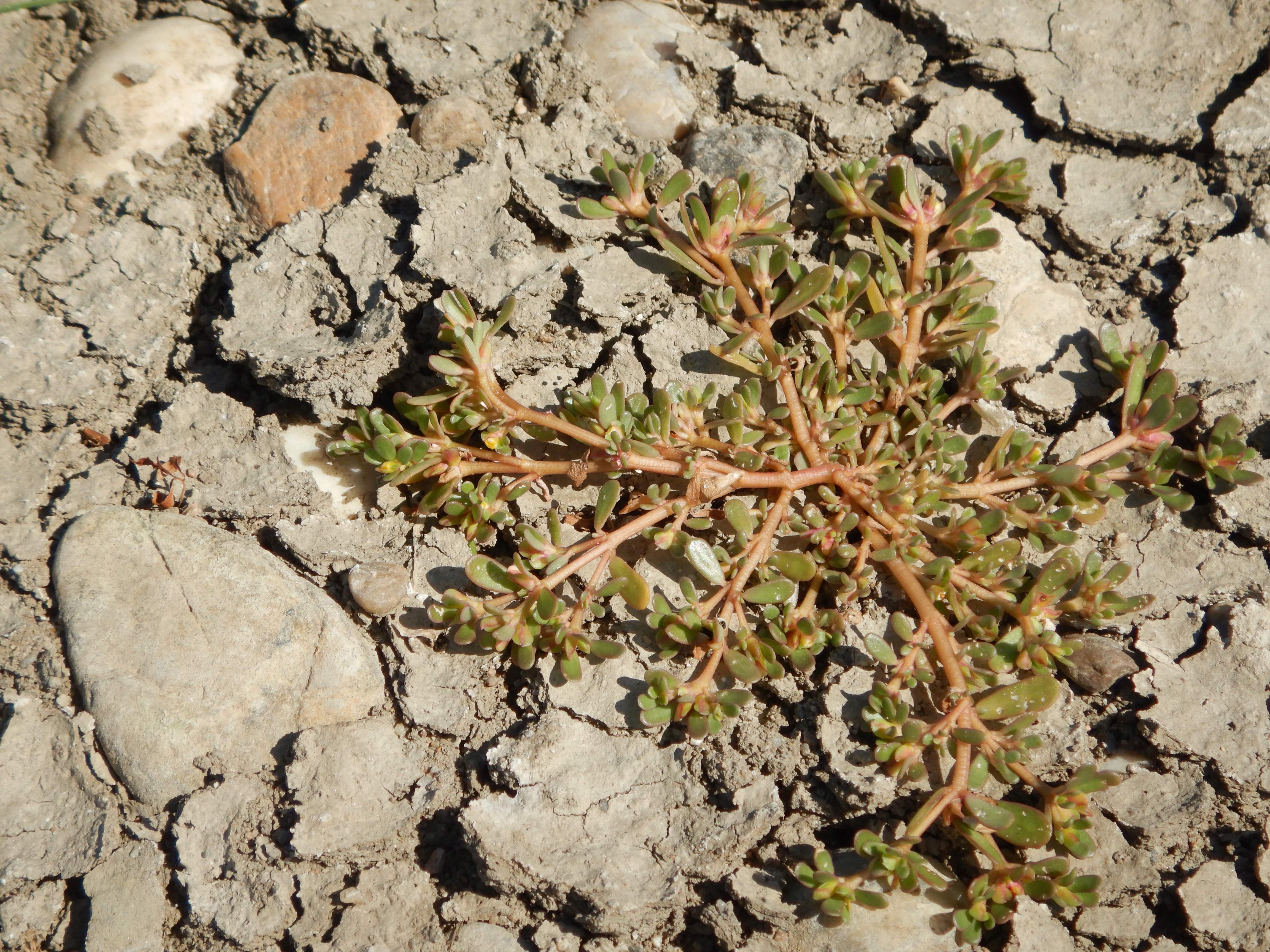 DSCN7118 2026-08-09 portulaca oleracea.jpg