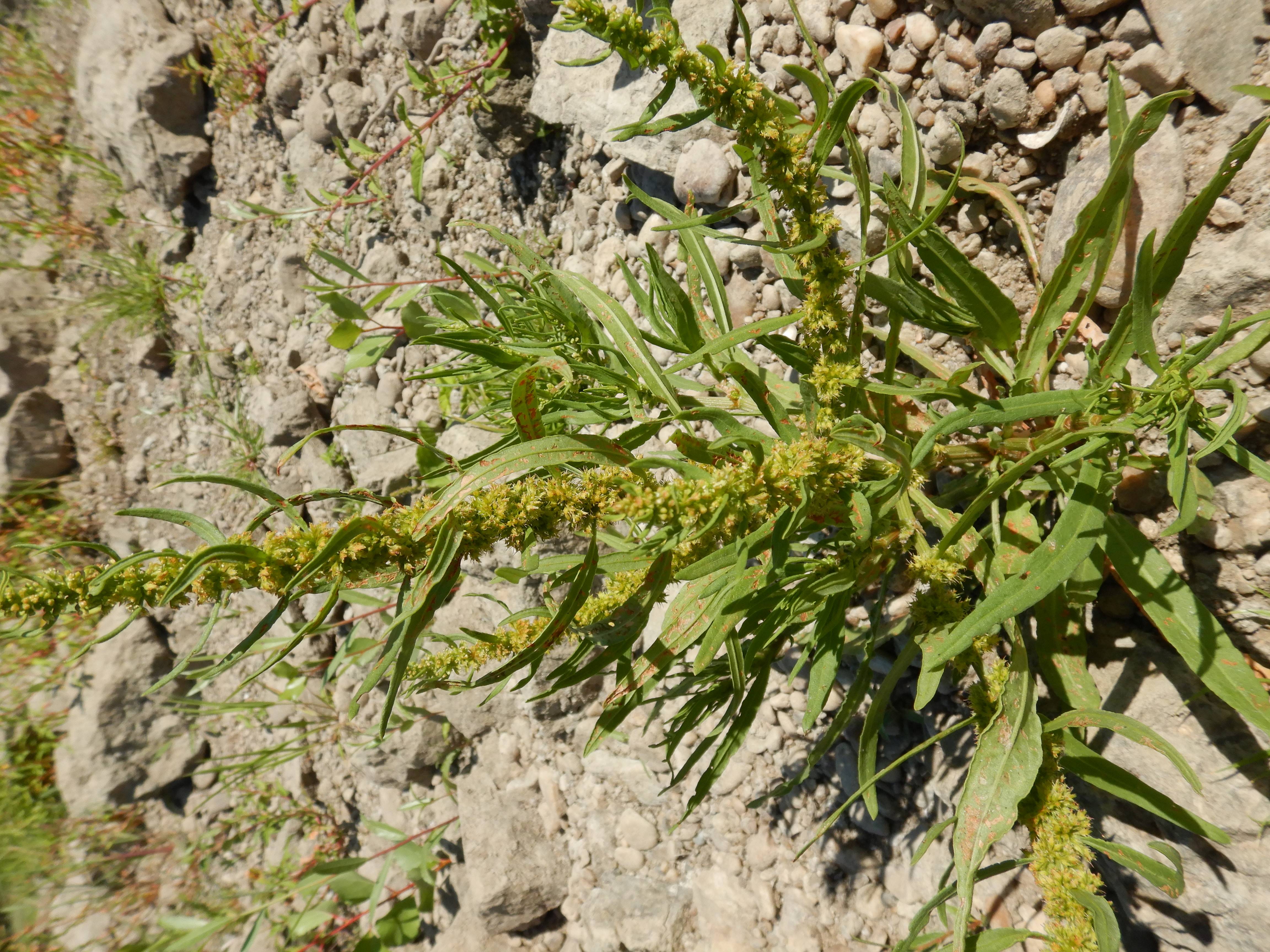 DSCN7134 2026-08-09 rumex maritimus.jpg