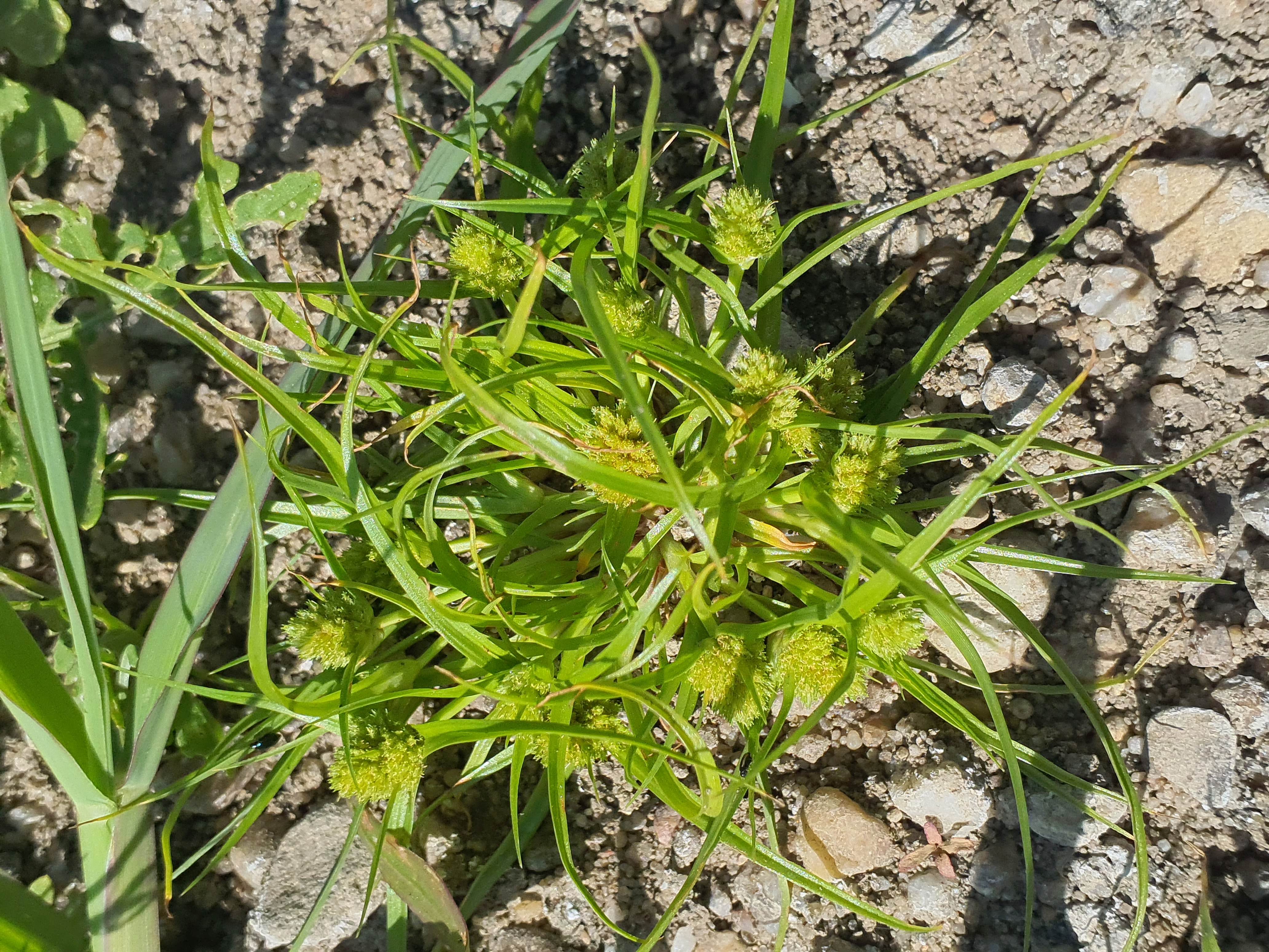 IMG_20260809_114113 2026-08-09 cyperus michelianus.jpg
