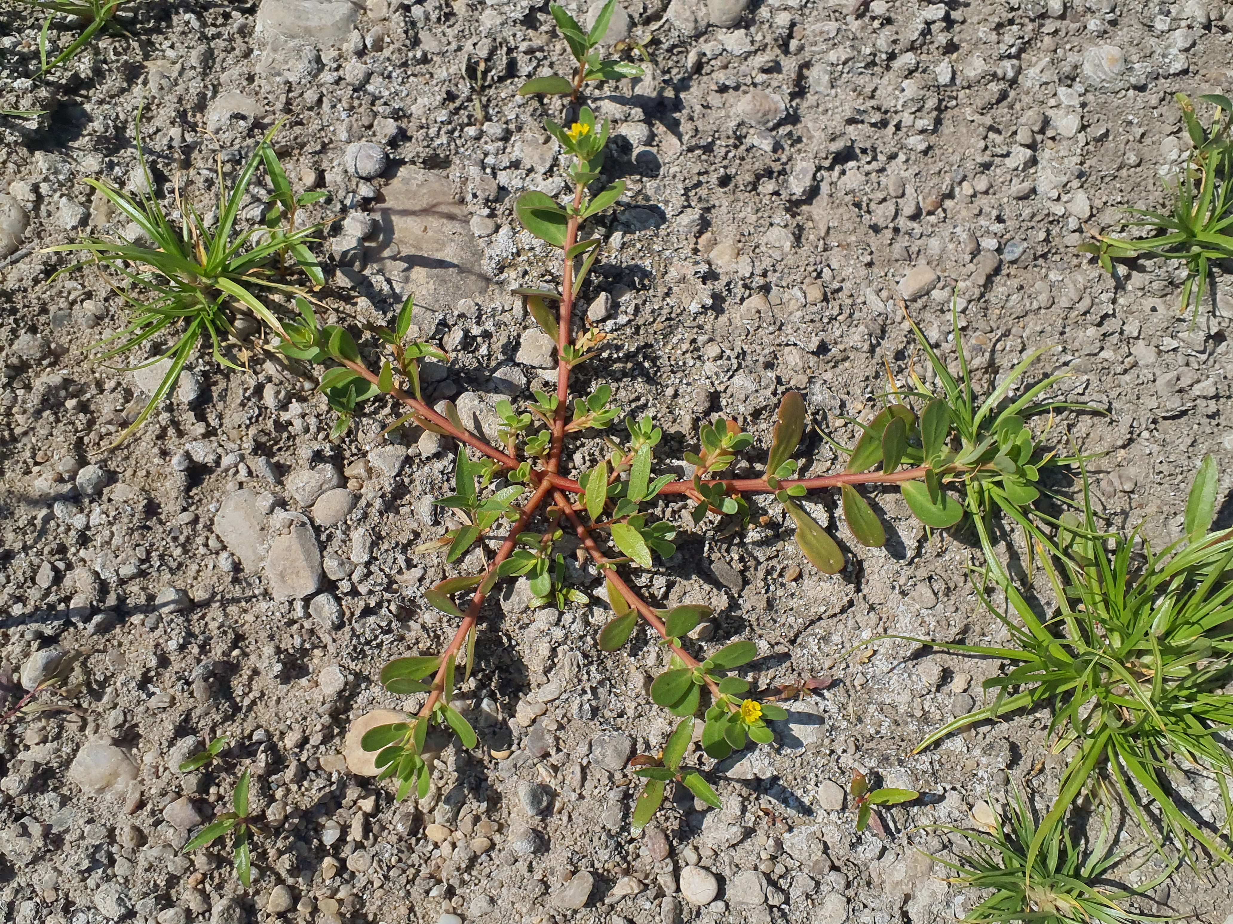 IMG_20260809_114207 2026-08-09 portulaca oleracea.jpg
