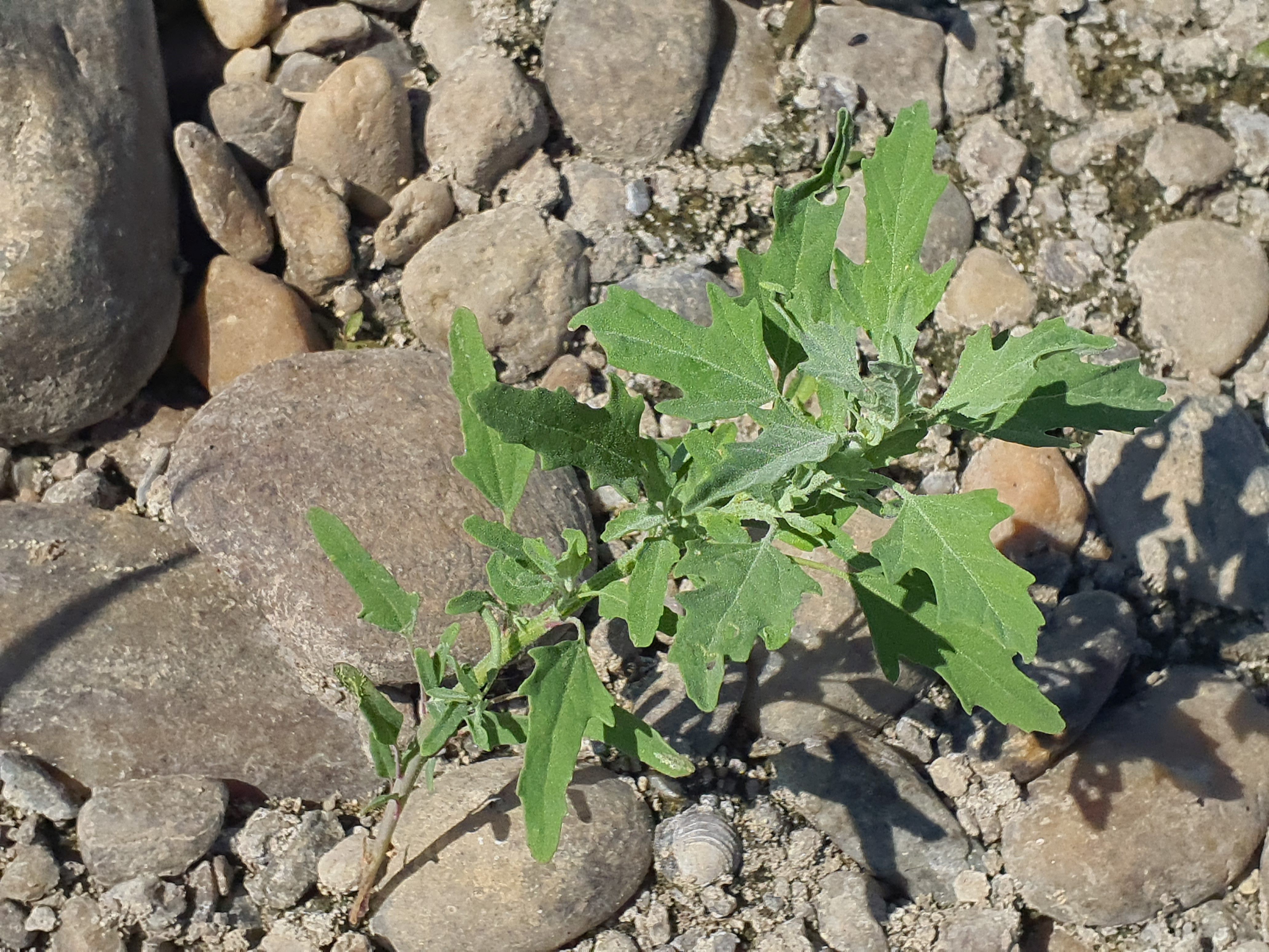 IMG_20260809_114419 2026-08-09 chenopodium ficifolium.jpg