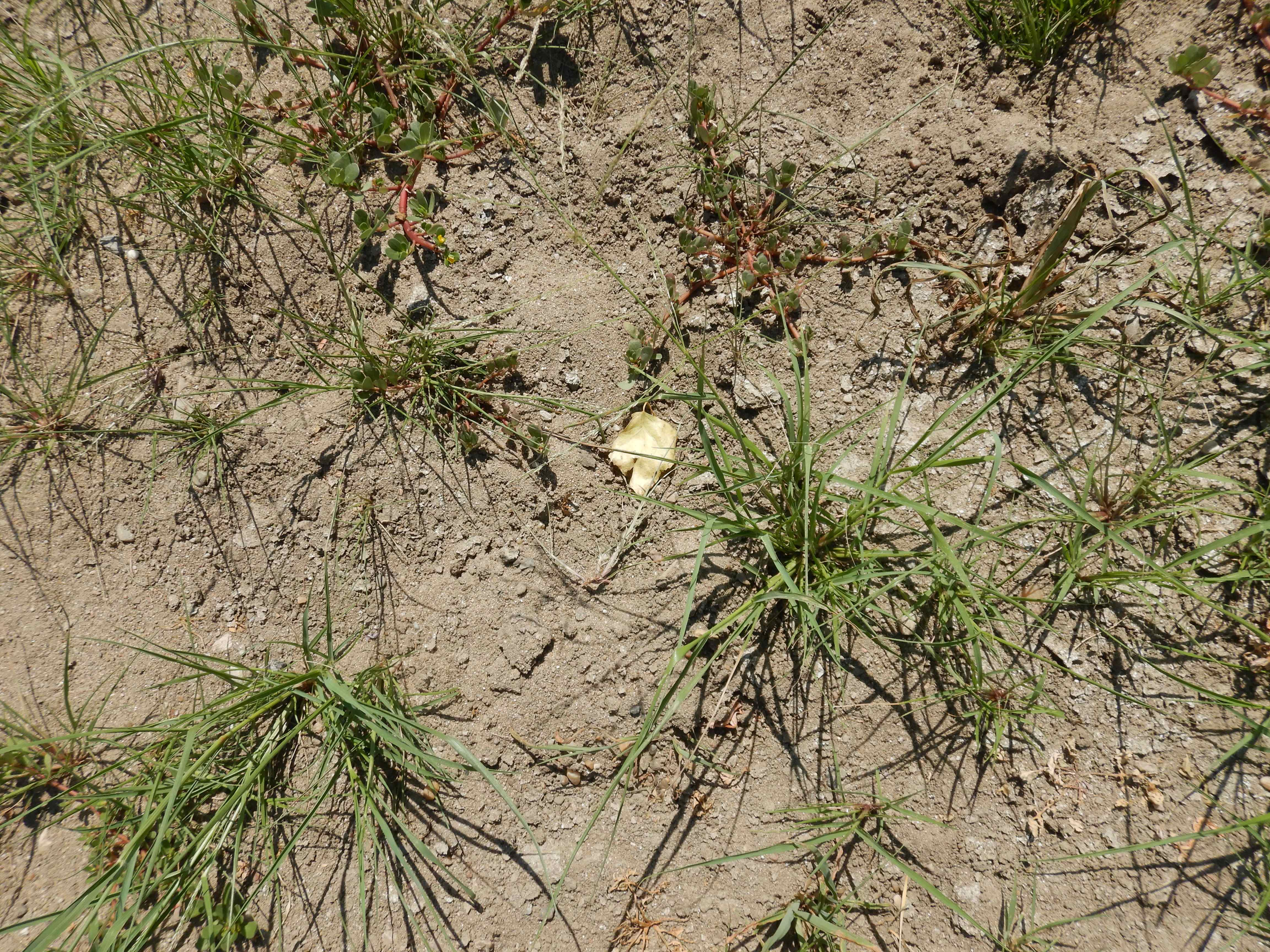 DSCN7196 2026-08-09 eragrostis albensis.jpg