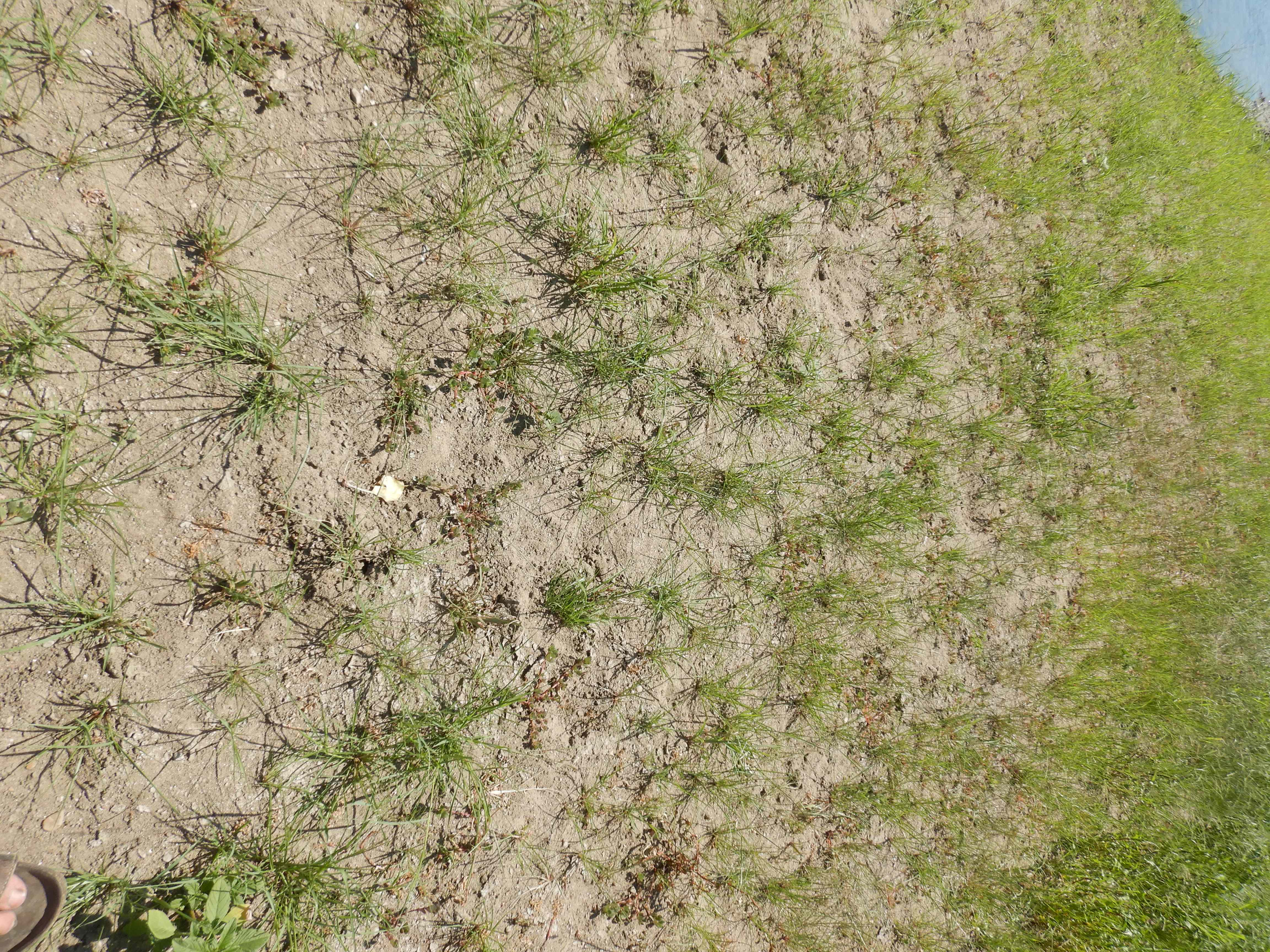 DSCN7198 2026-08-09 eragrostis albensis.jpg