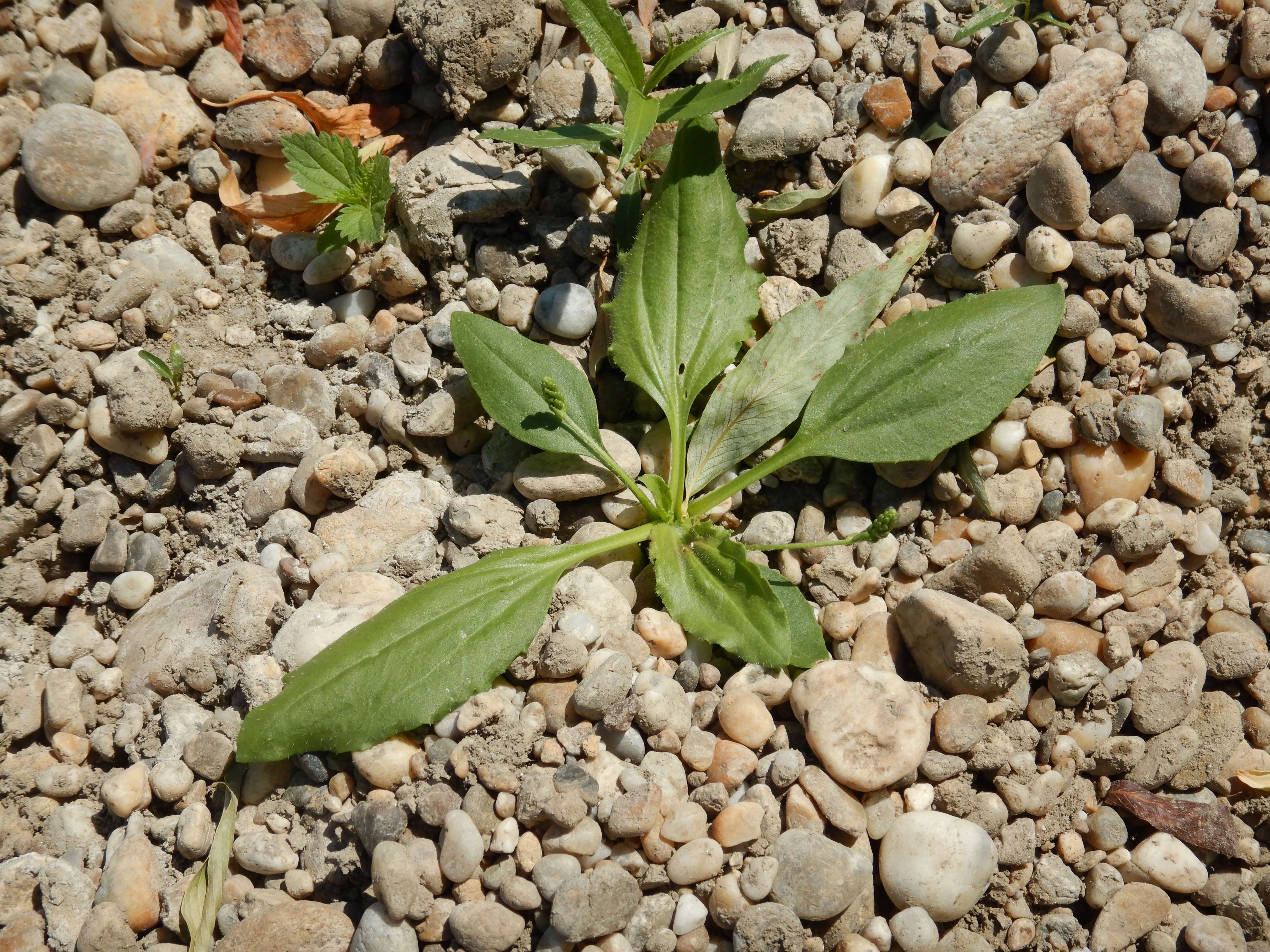DSCN7256 2026-08-09 plantago uliginosum.jpg