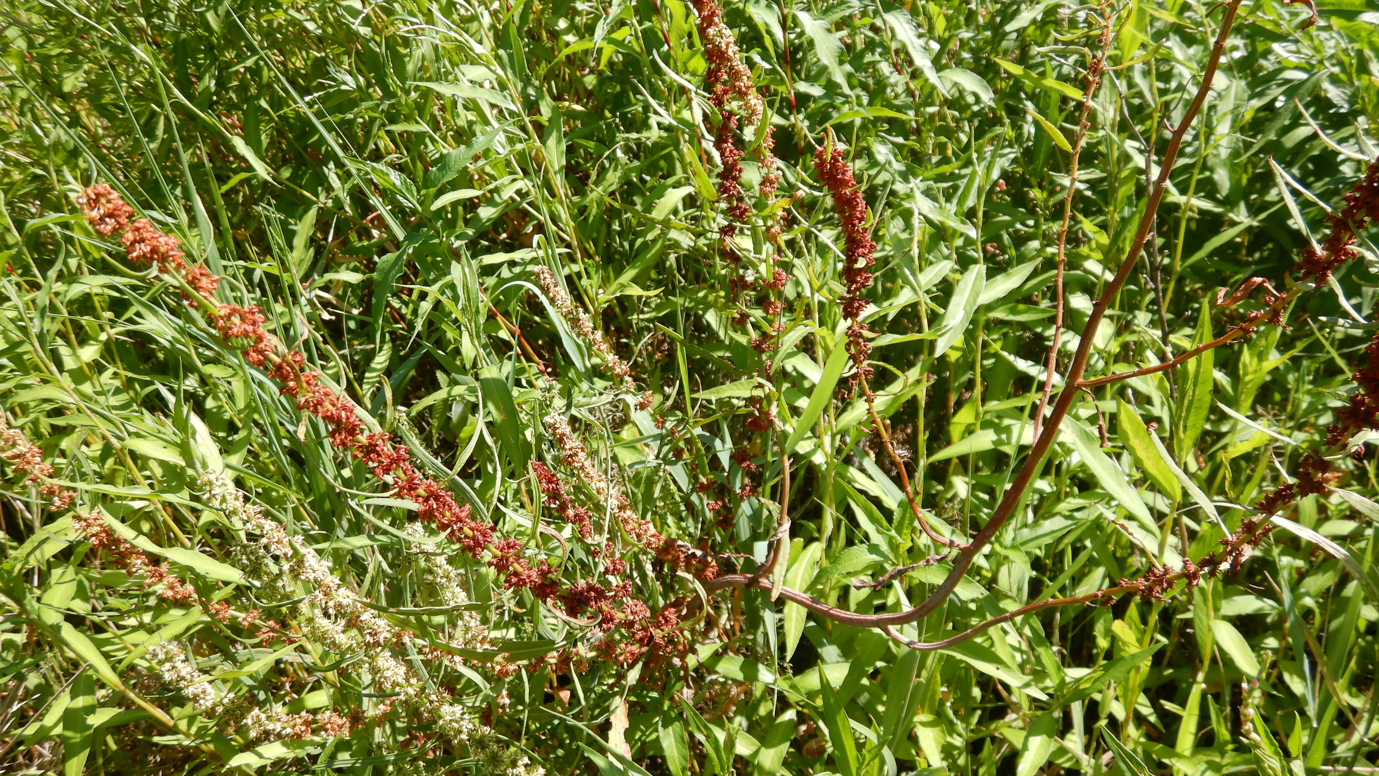DSCN7315 2026-08-09 rumex palustris.jpg