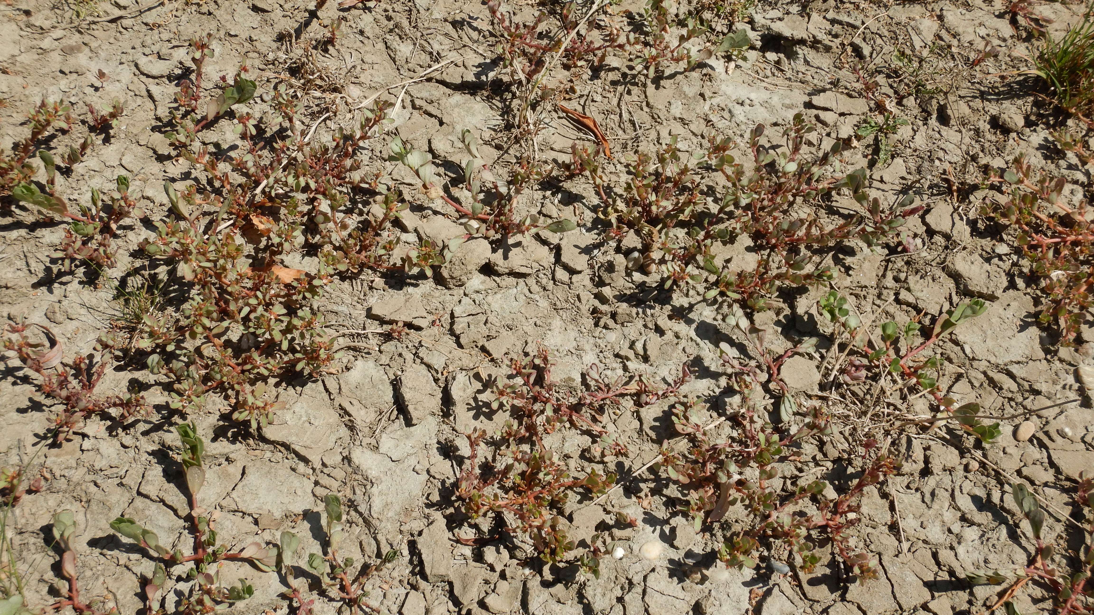 DSCN7321 2026-08-09 portulaca oleracea.jpg