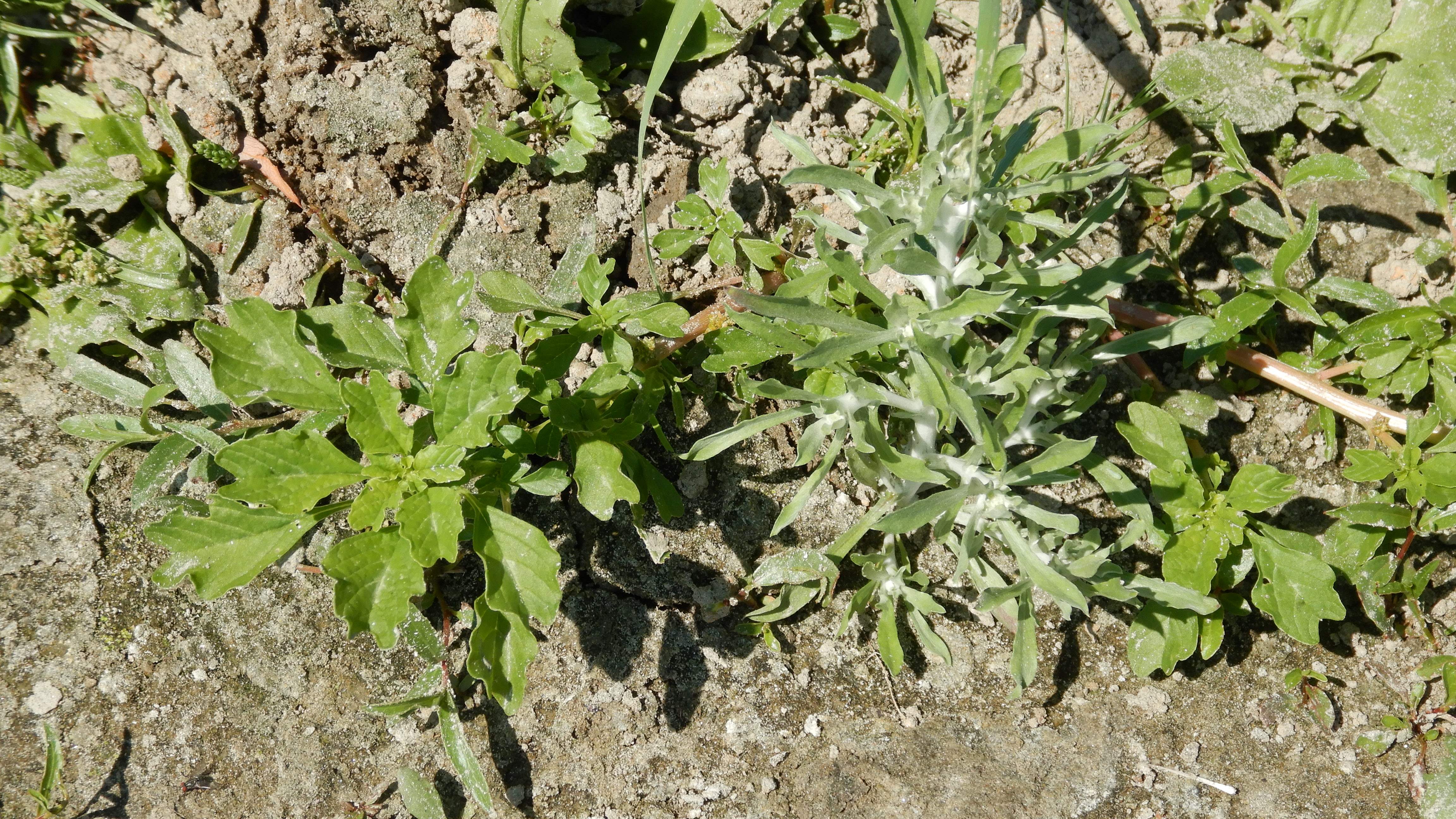 DSCN7367 2026-08-09 marchwinkel-donau amaranthus blitum s.l., gnaphalium uliginosum.jpg