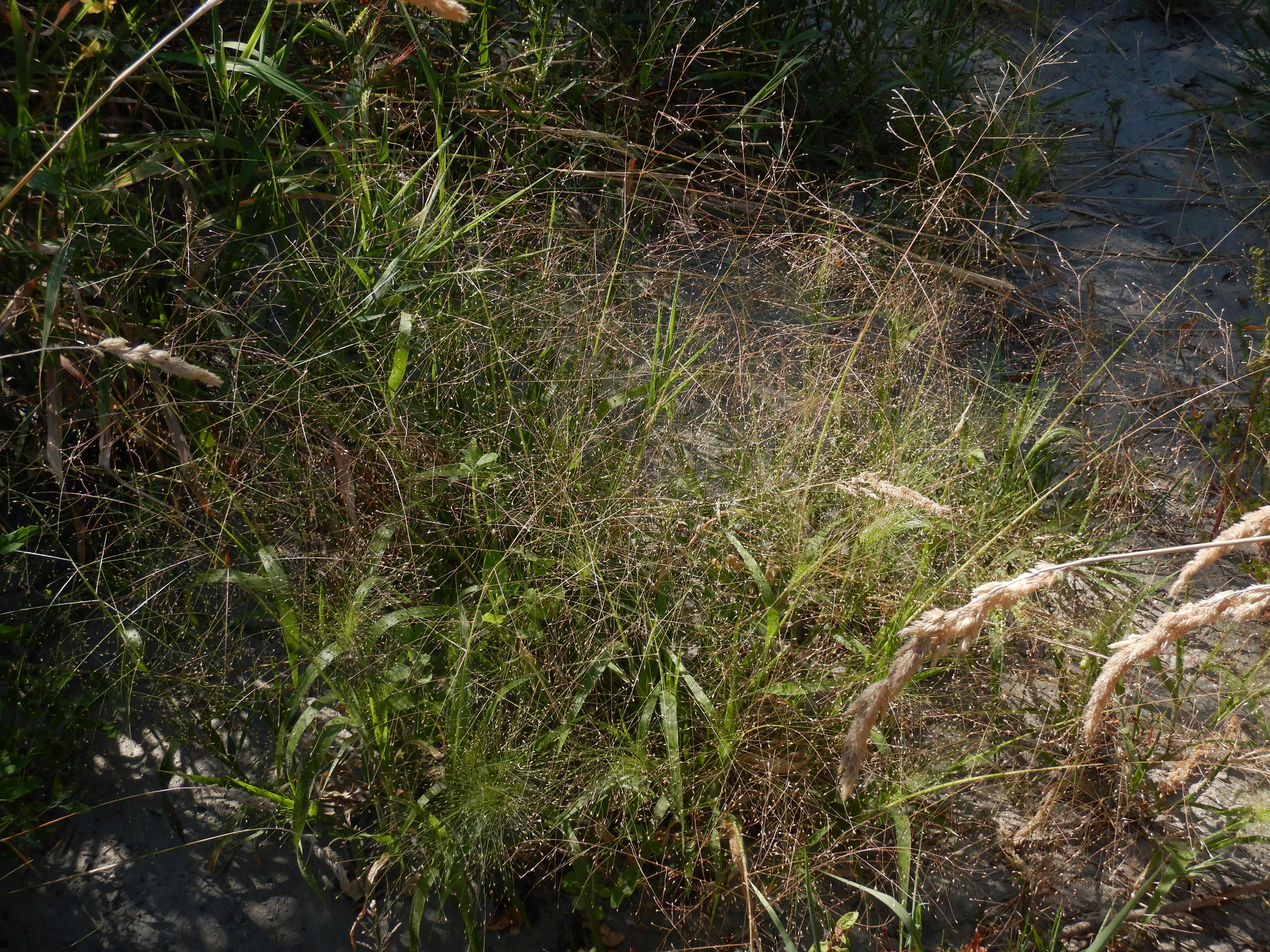 DSCN7373 2026-08-09 marchwinkel-donau panicum capillare.jpg