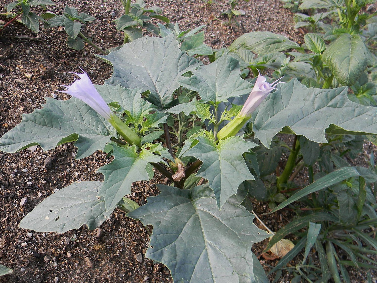 DSCN2381.JPG