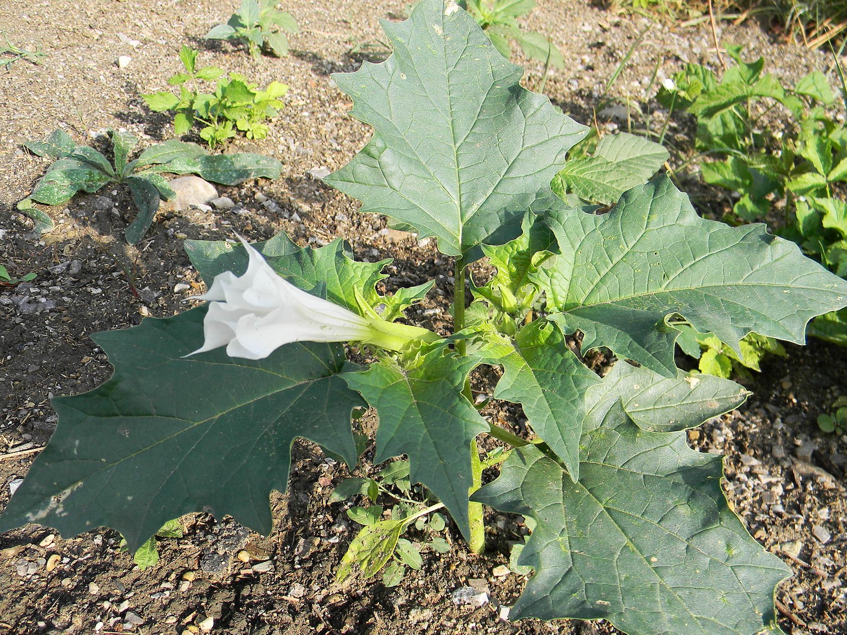 DSCN2382.JPG