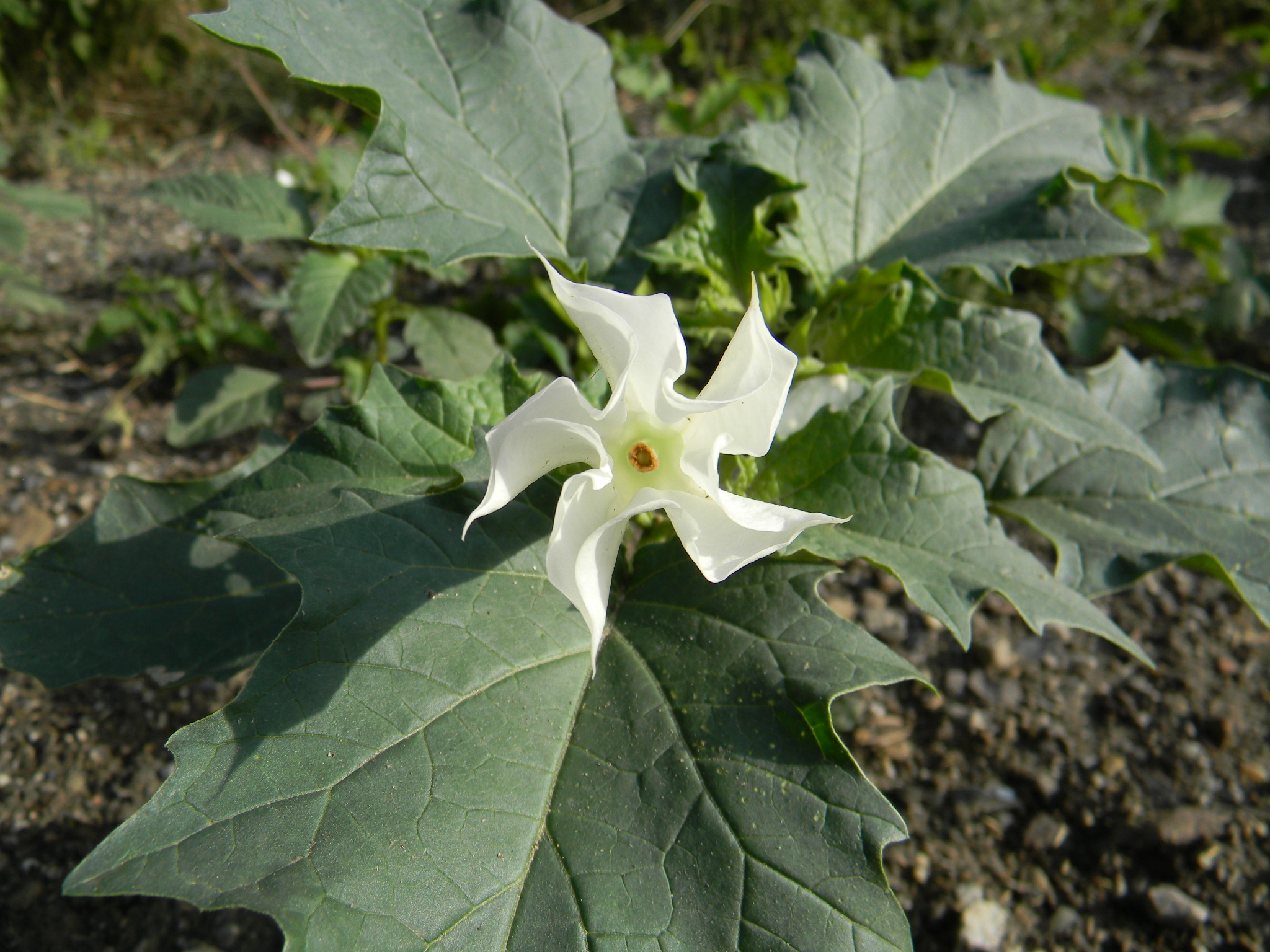 DSCN2383.JPG
