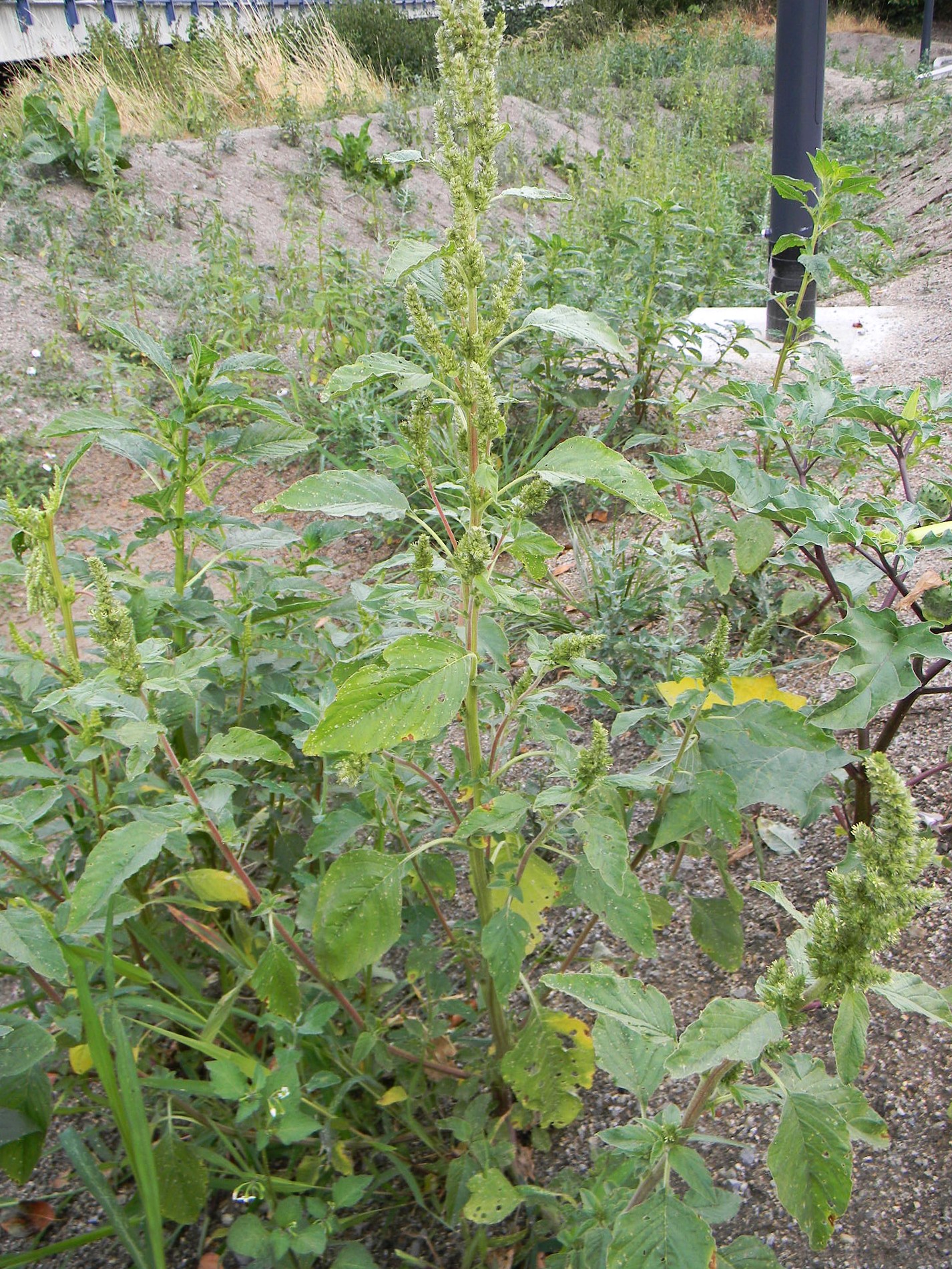 DSCN2398.JPG