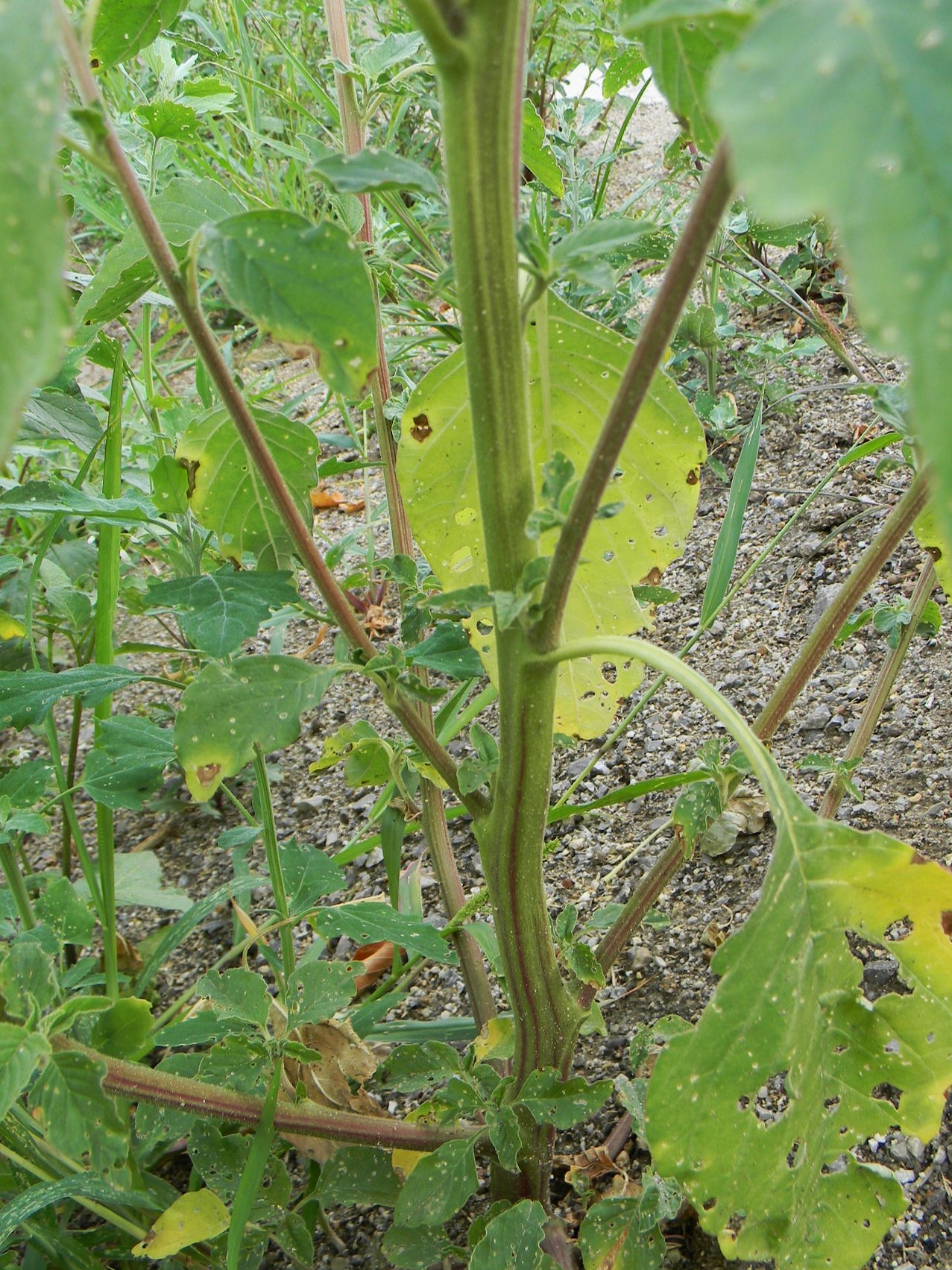 DSCN2399.JPG