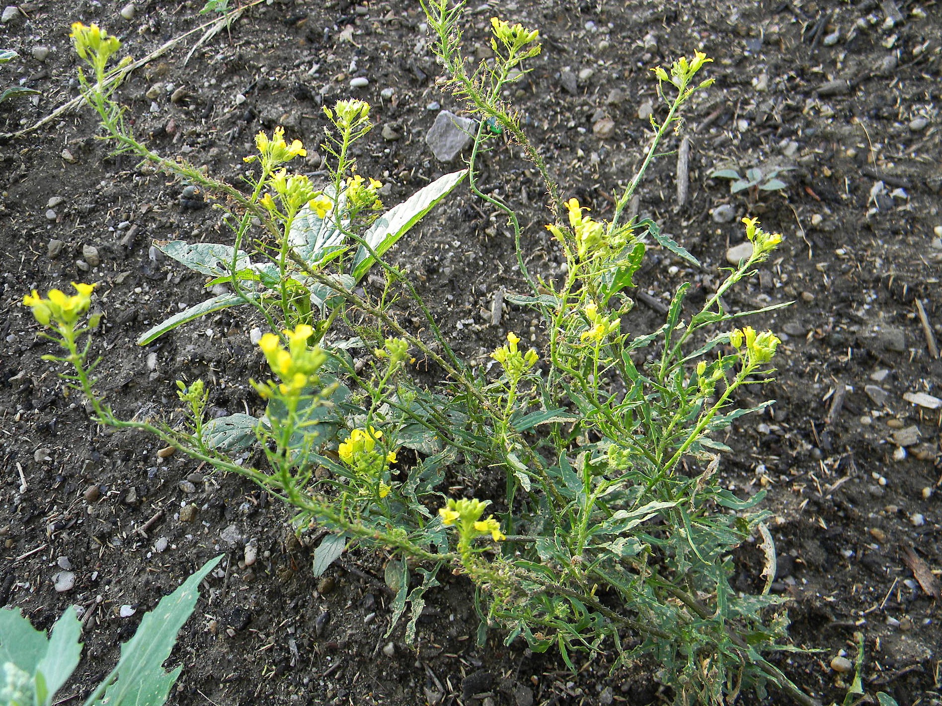 DSCN2384.JPG