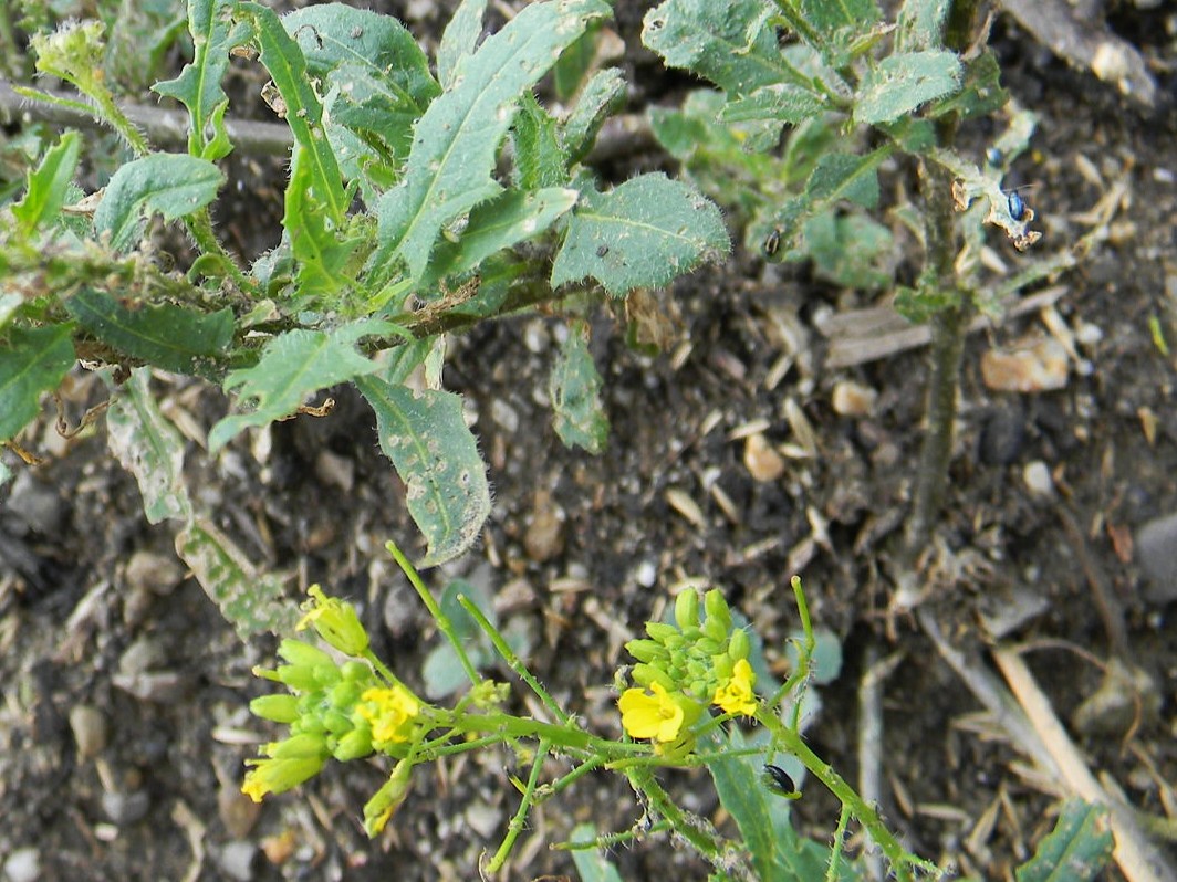 DSCN2387.JPG