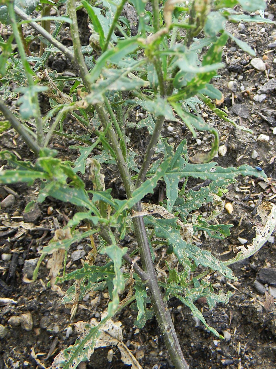 DSCN2388.JPG