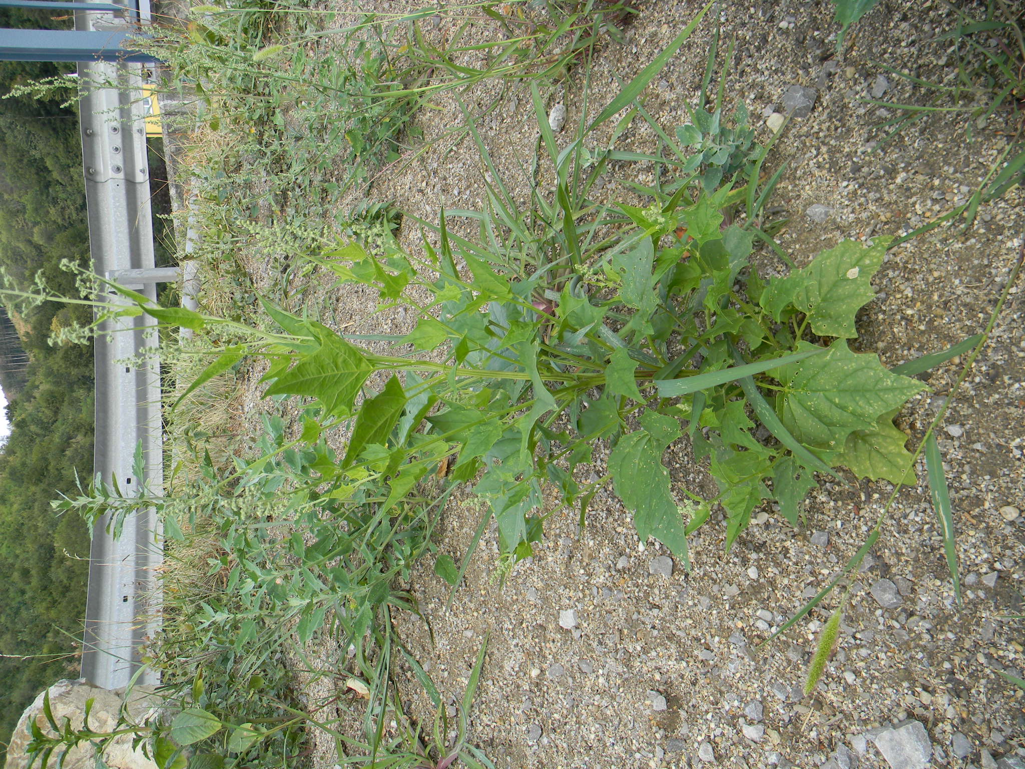 DSCN2405.JPG