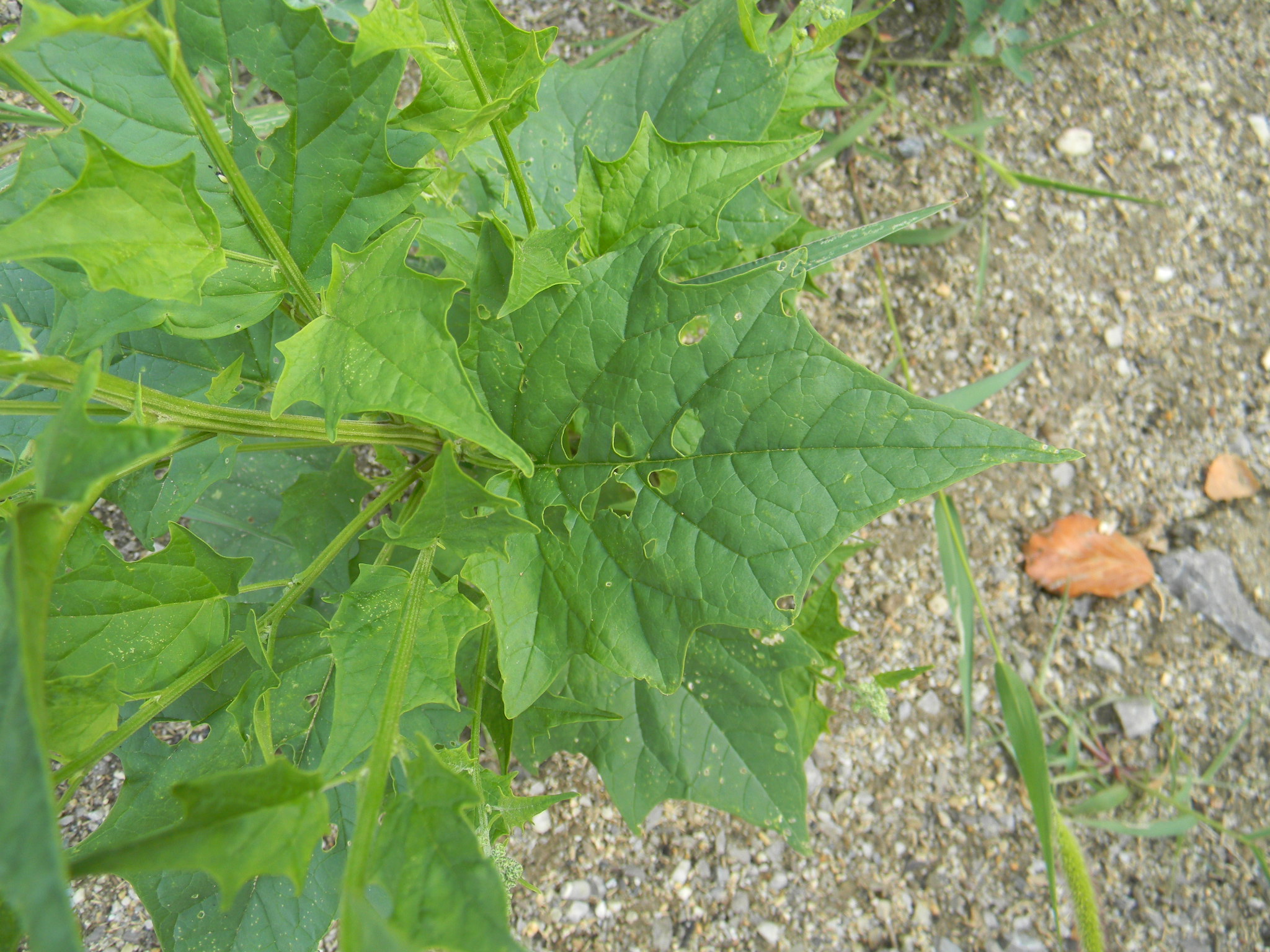 DSCN2406.JPG