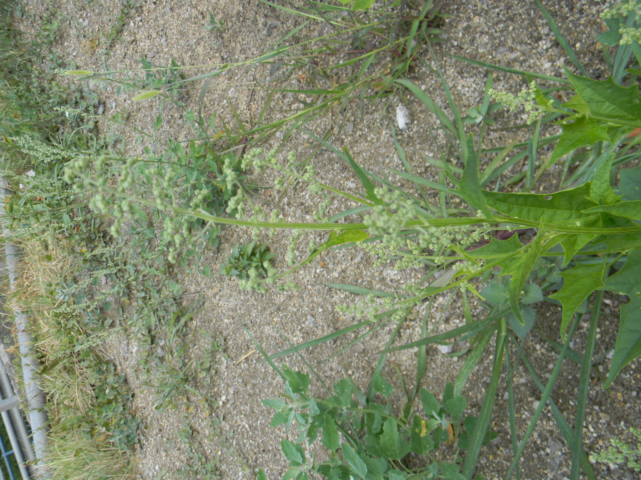 DSCN2407.JPG